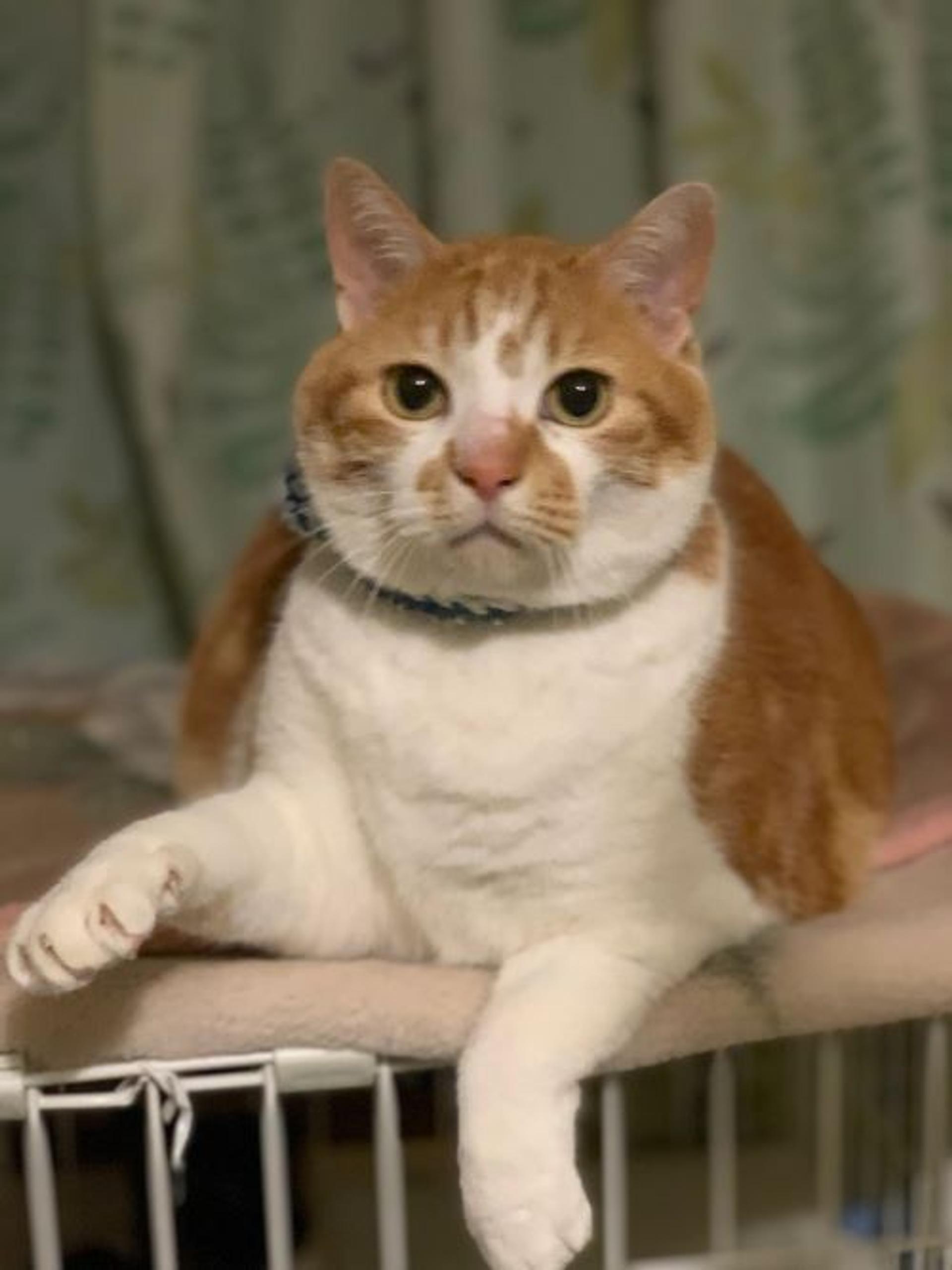 pet-image-2
