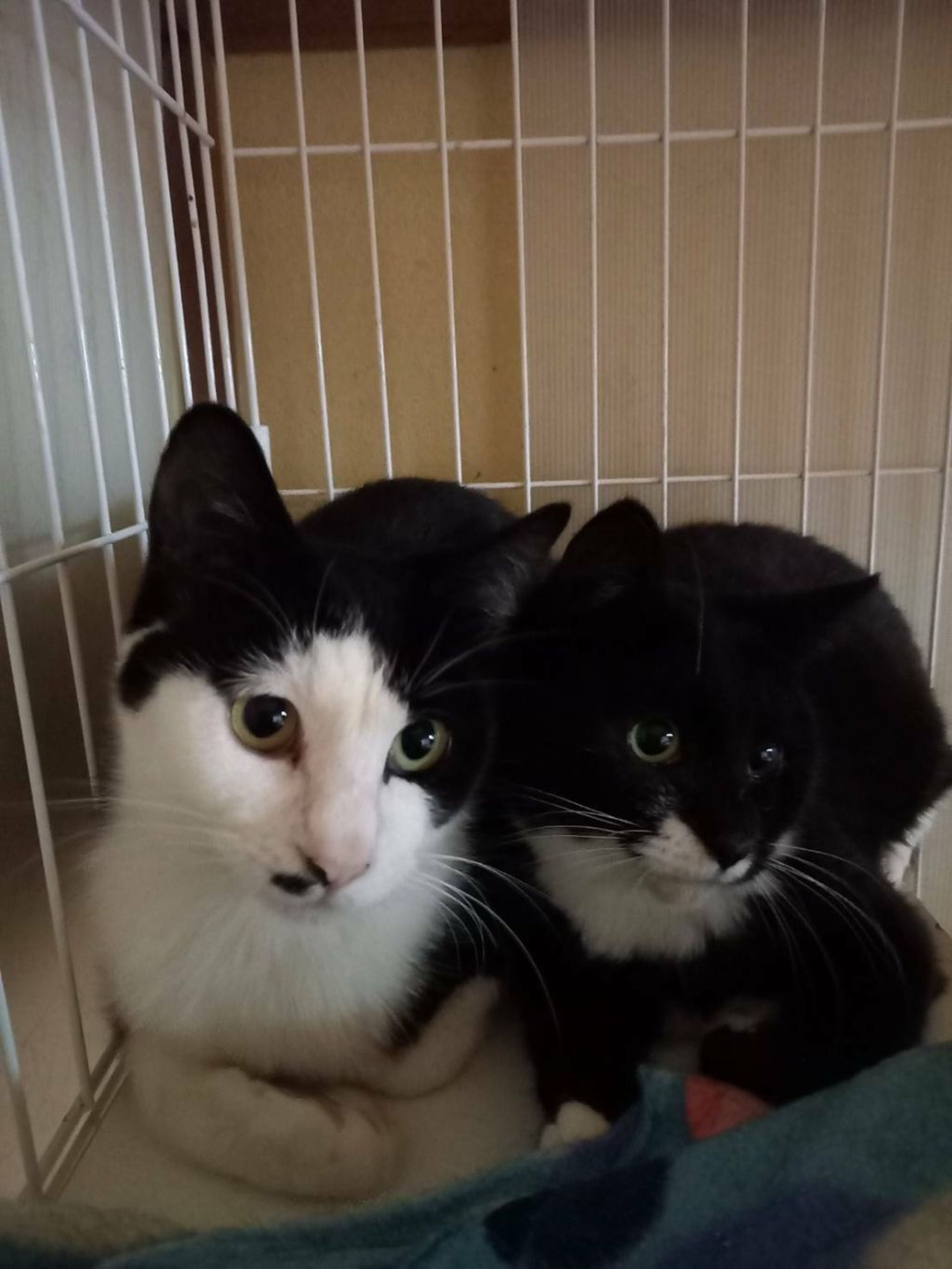 pet-image-3