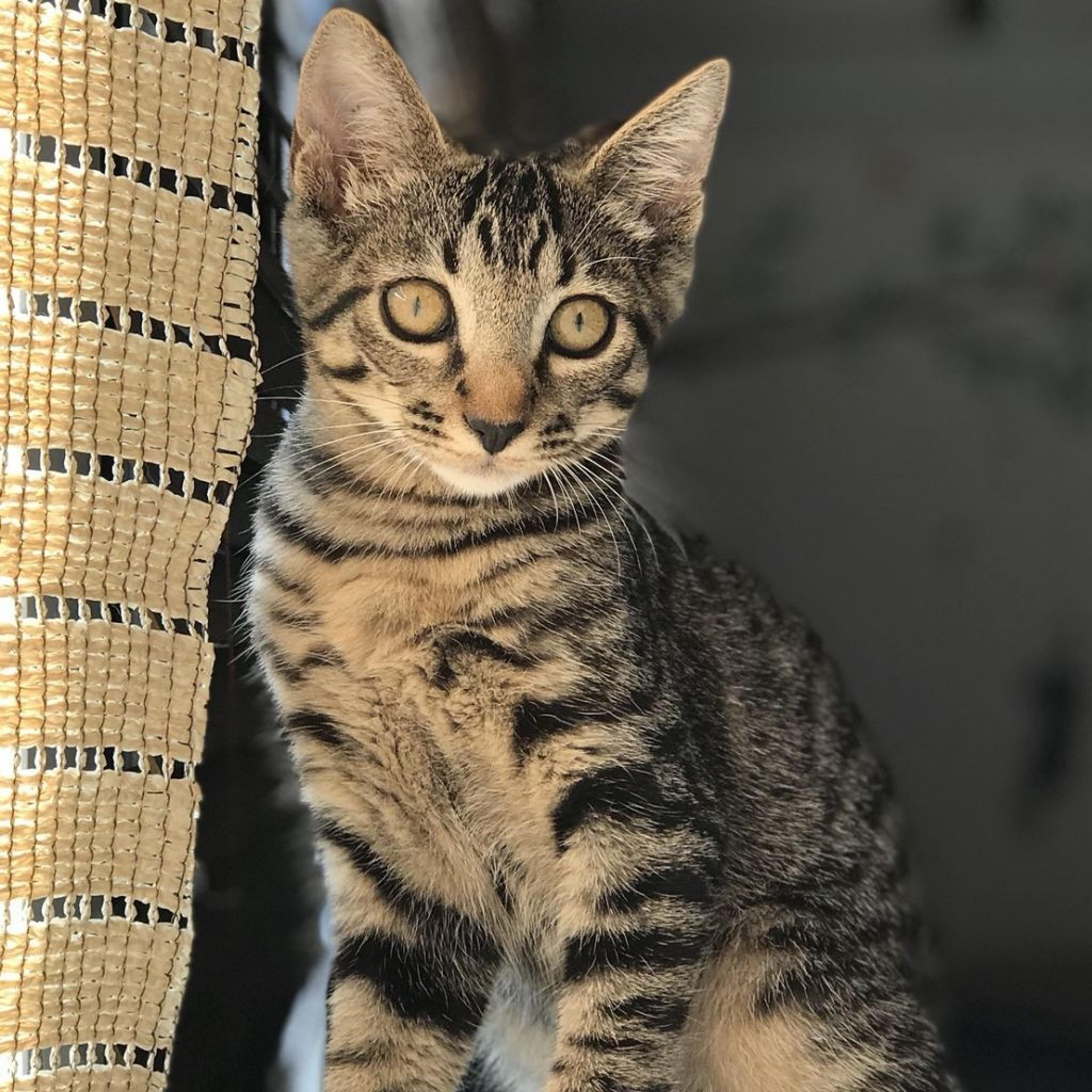 pet-image-2