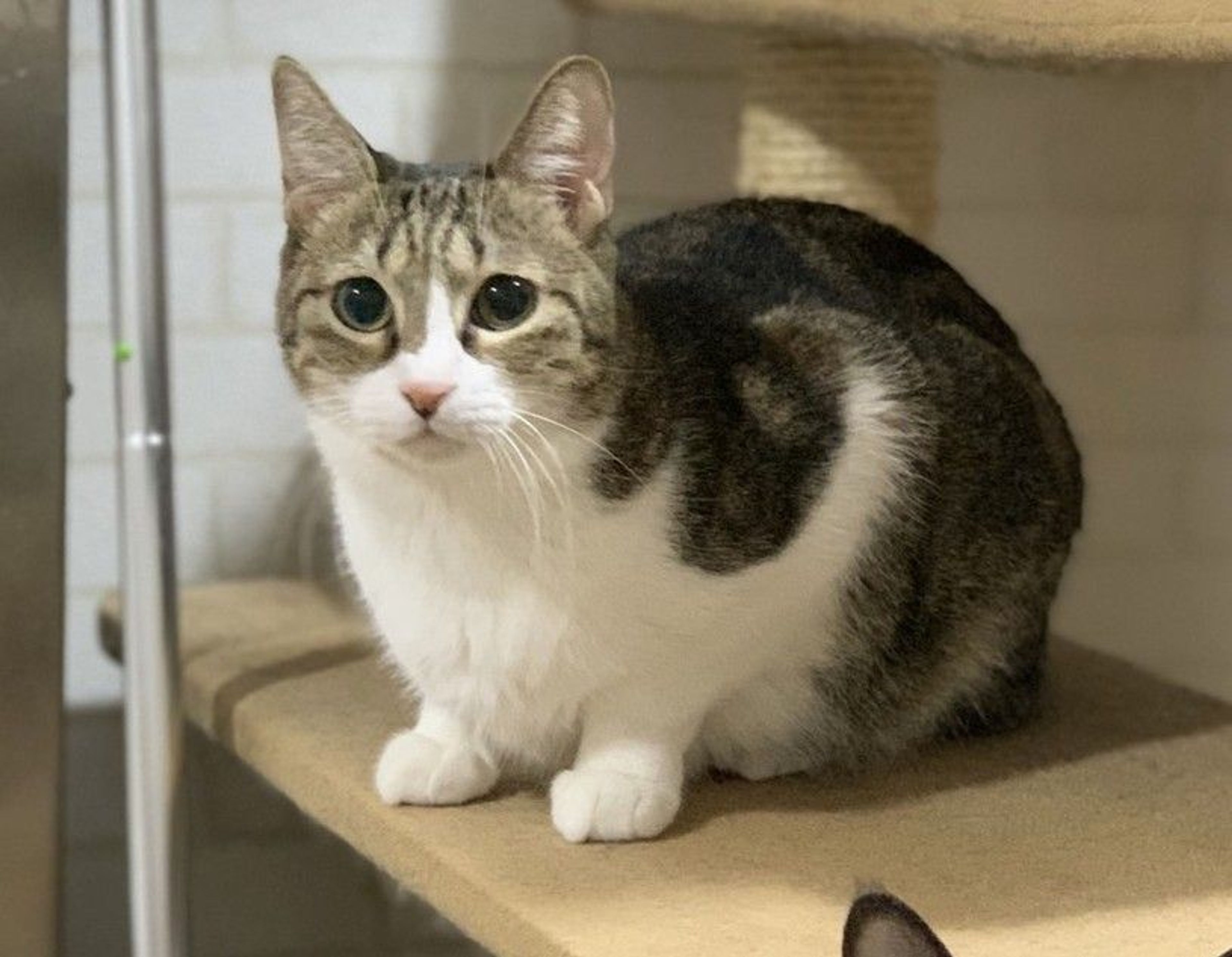 雑種（ミックス猫）・メスの里親募集の写真