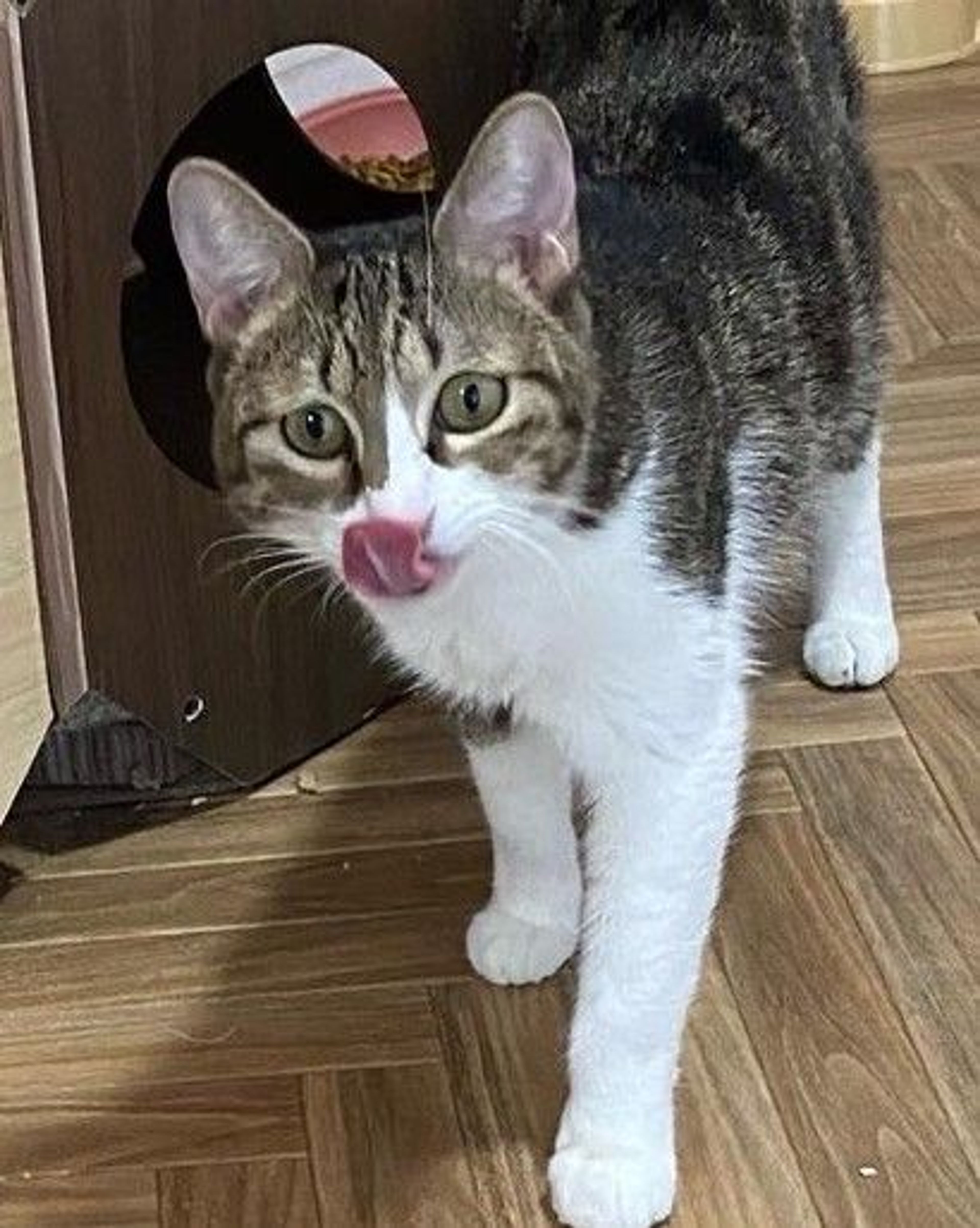 pet-image-5