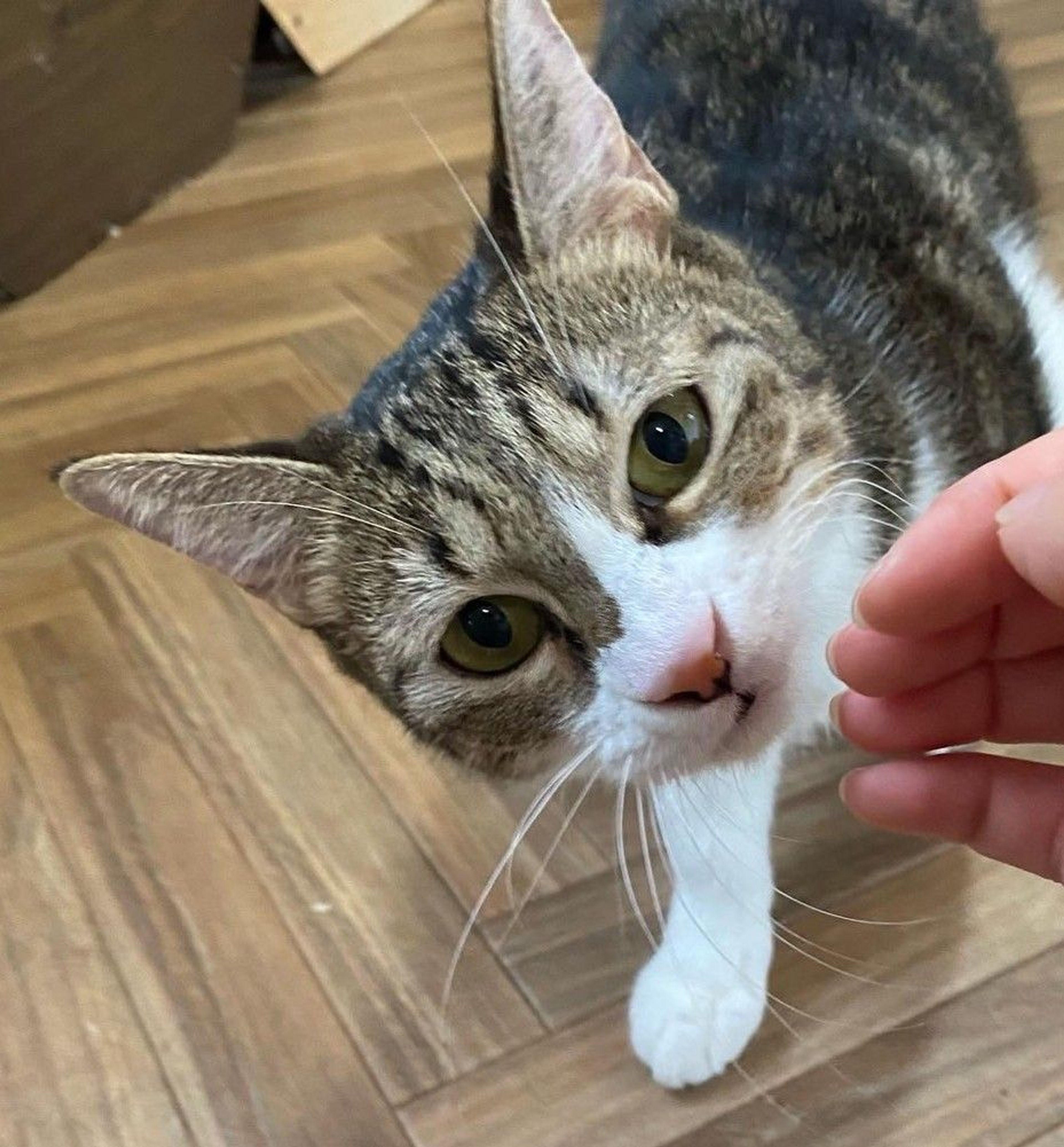 pet-image-6