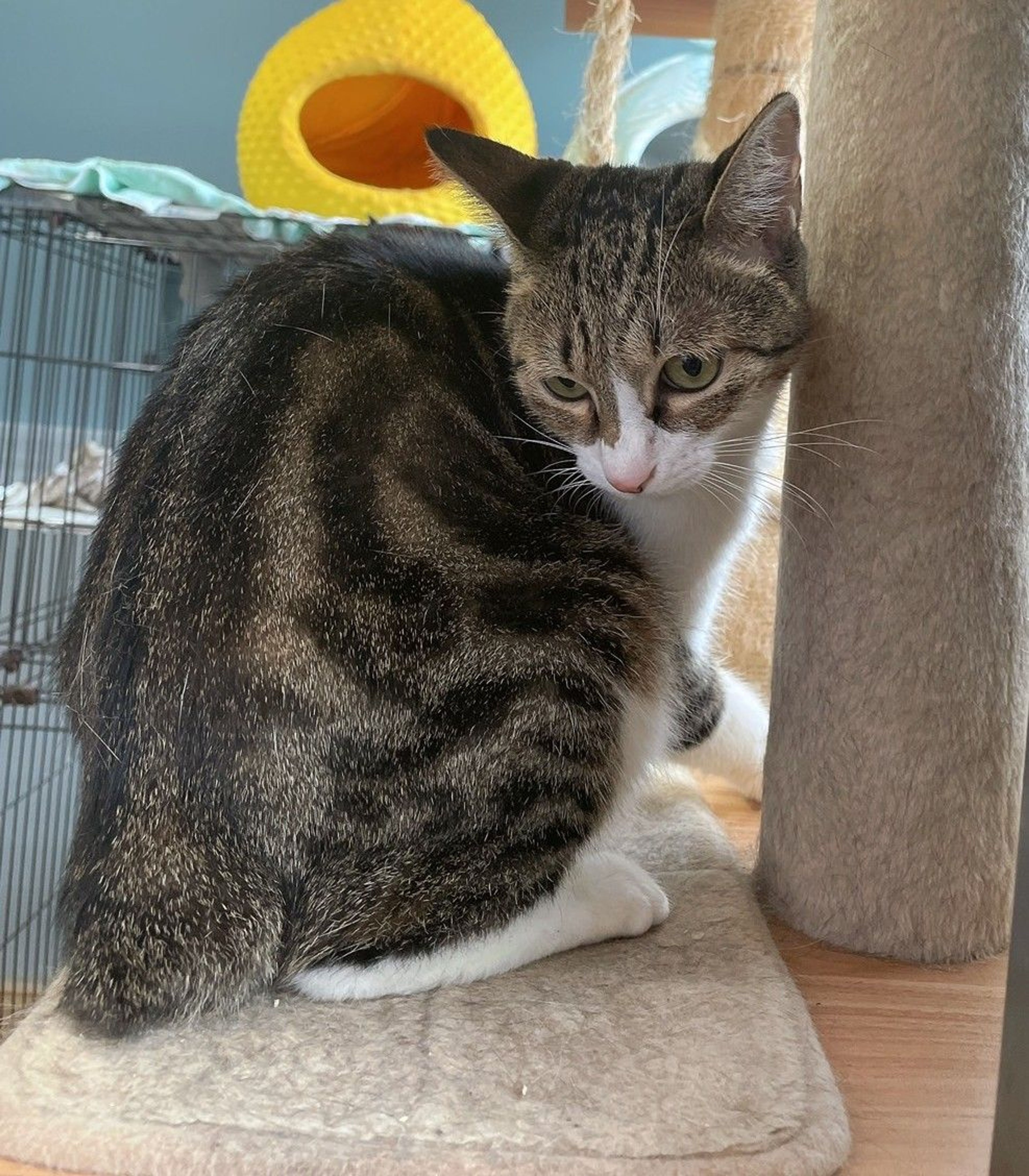 pet-image-3