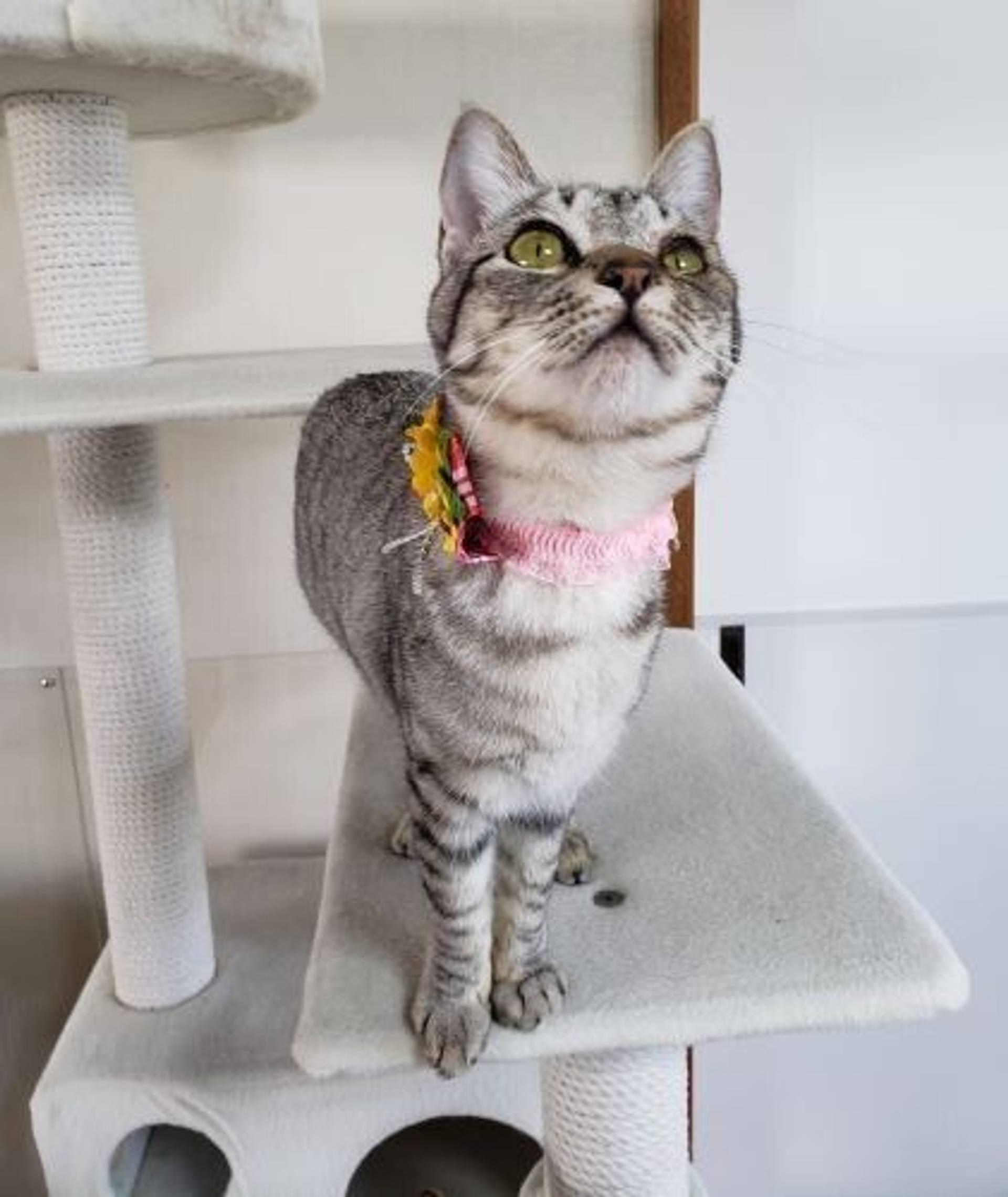 雑種（ミックス猫）・メスの里親募集の写真