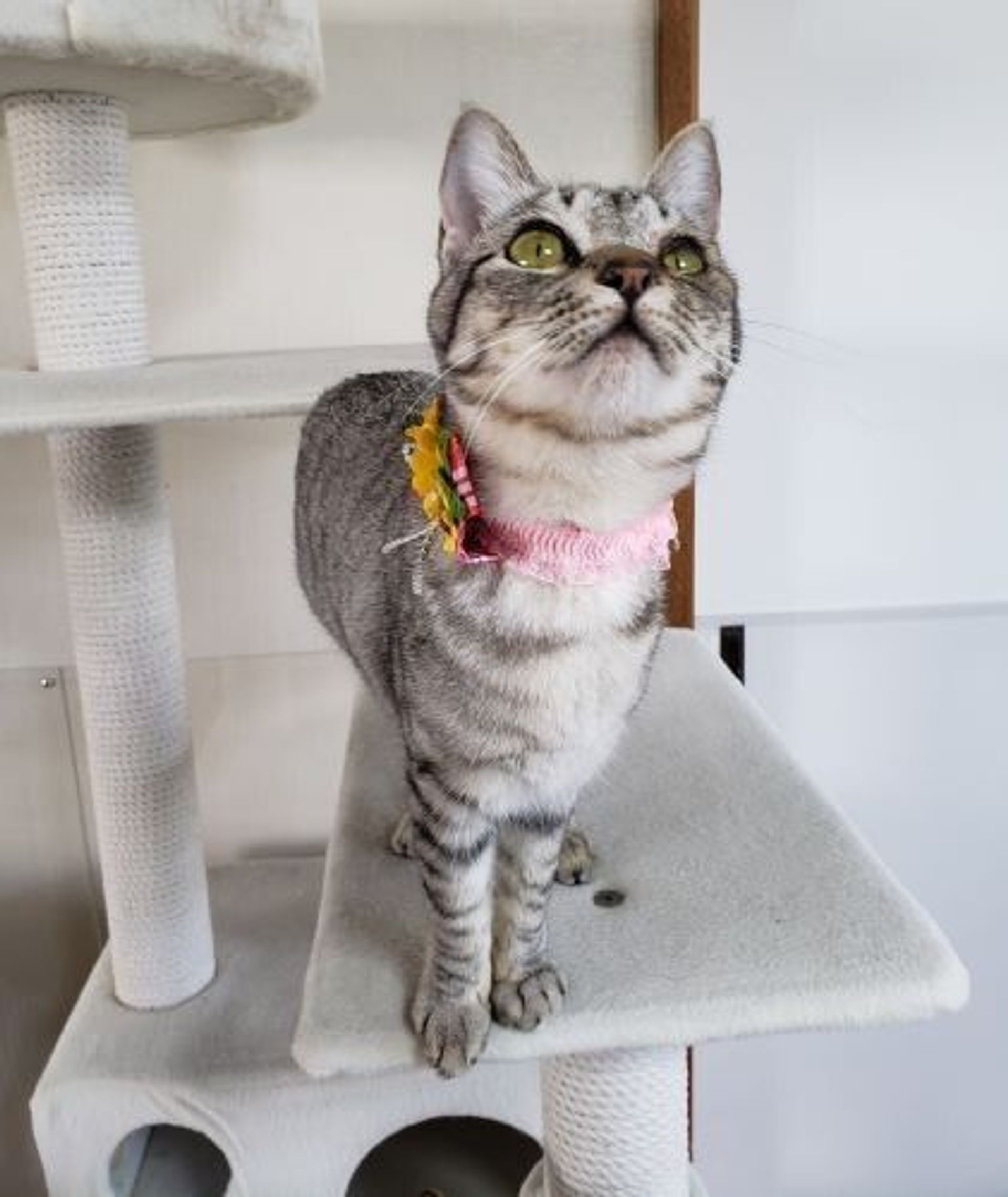 雑種（ミックス猫）・メスの里親募集の写真