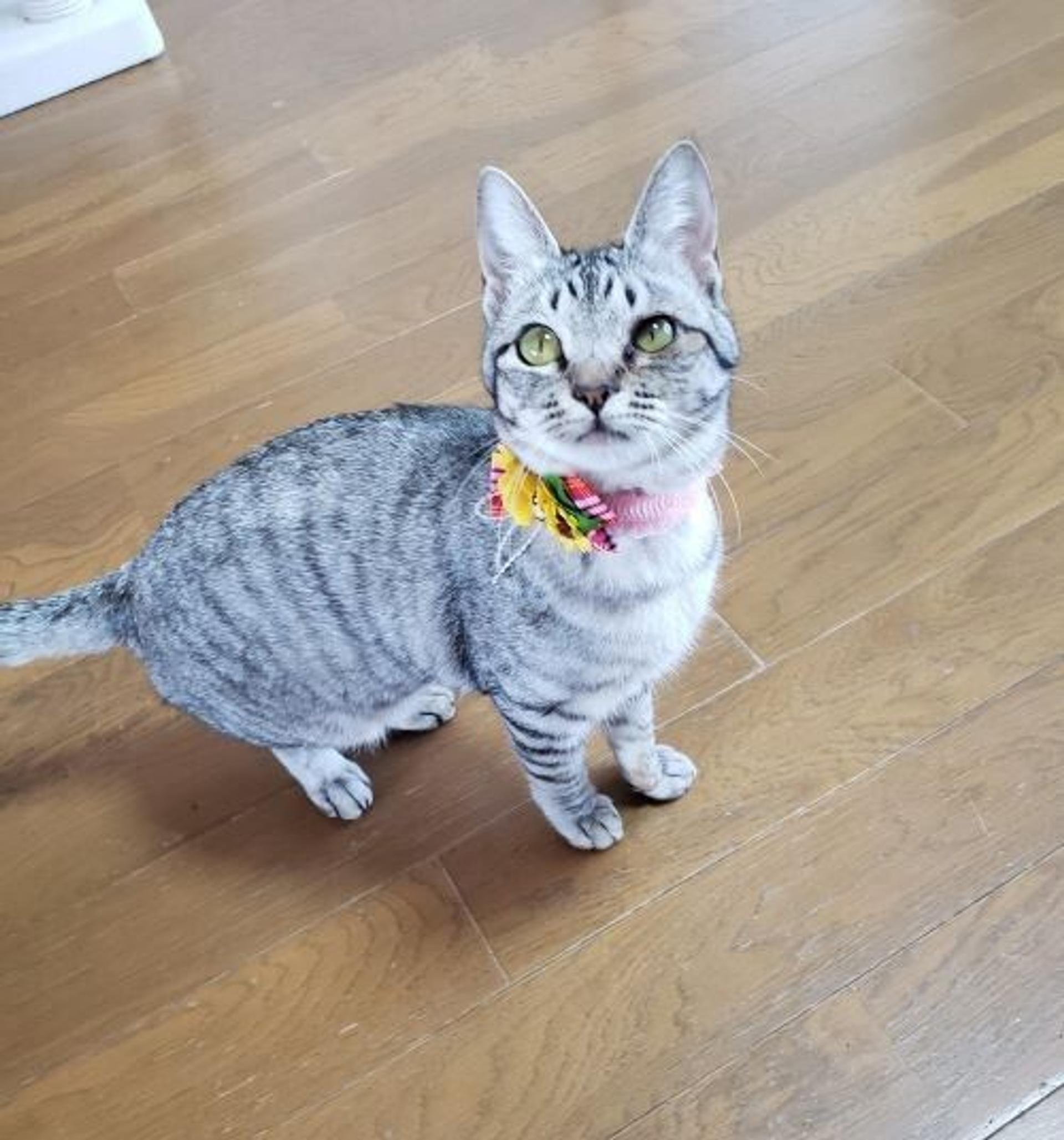 pet-image-2