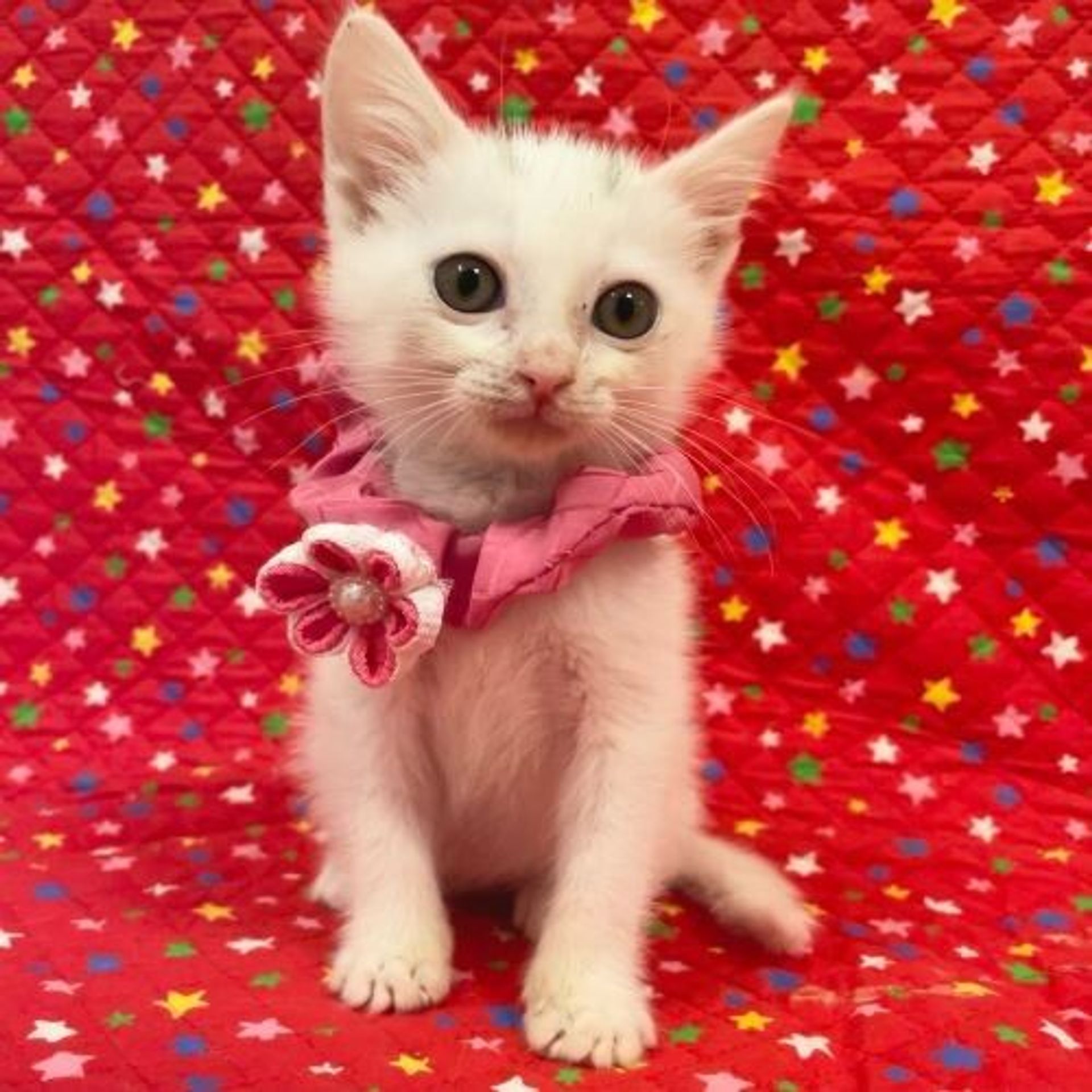 雑種（ミックス猫）・メスの里親募集の写真