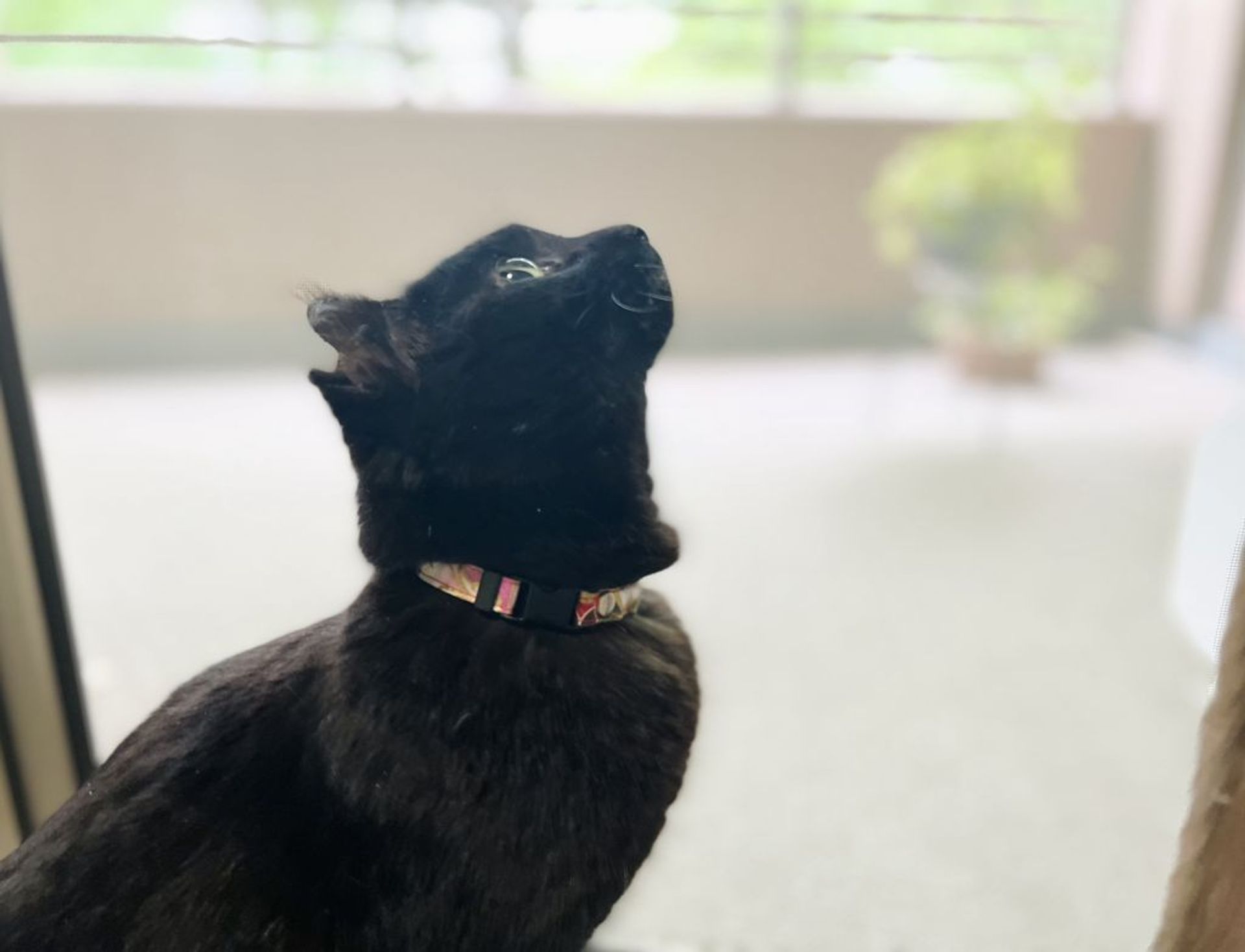 雑種（ミックス猫）・メスの里親募集の写真