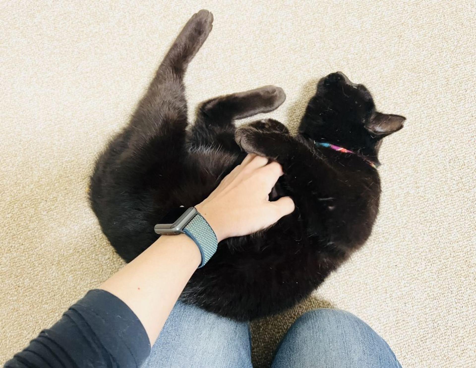 pet-image-3