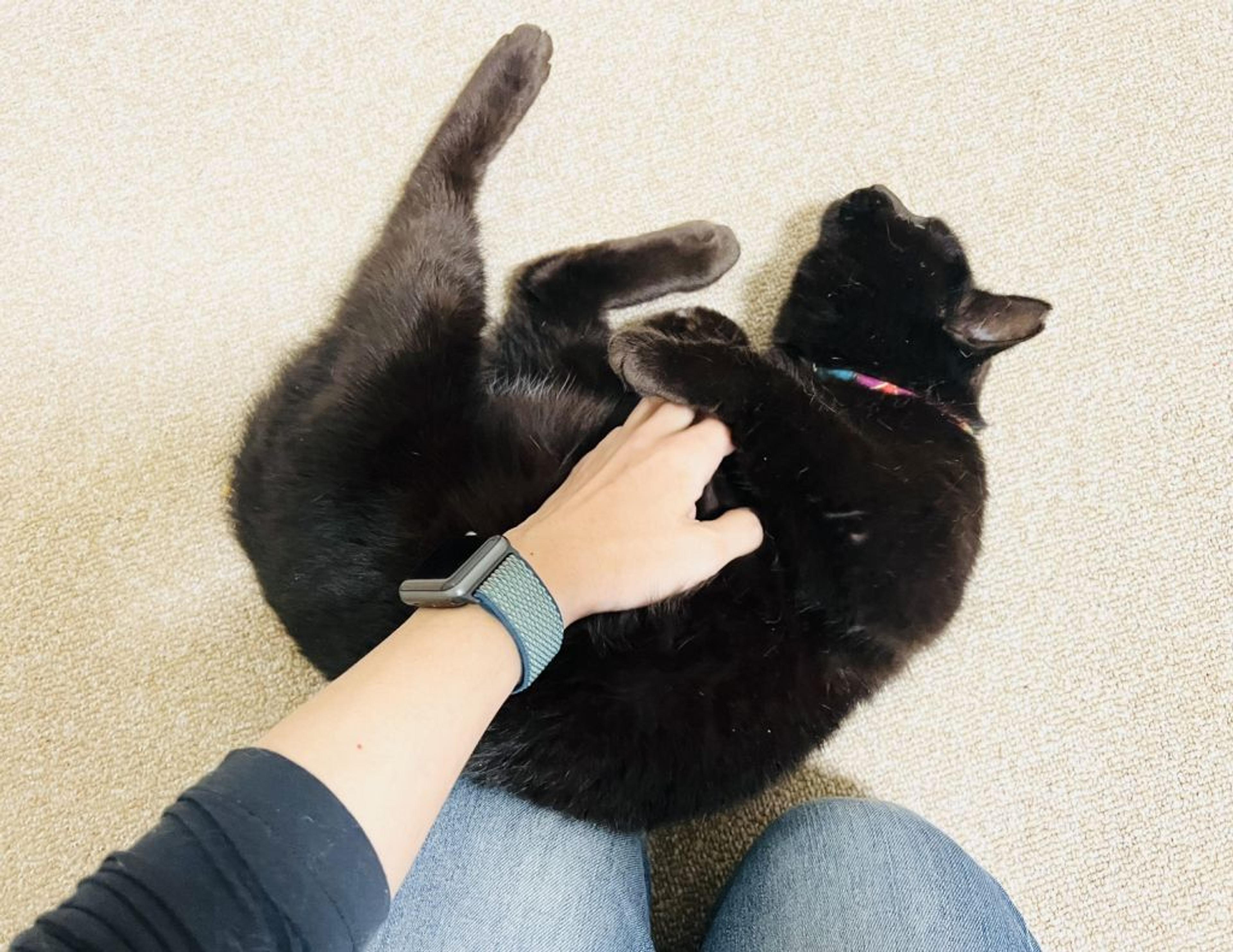 pet-image-3