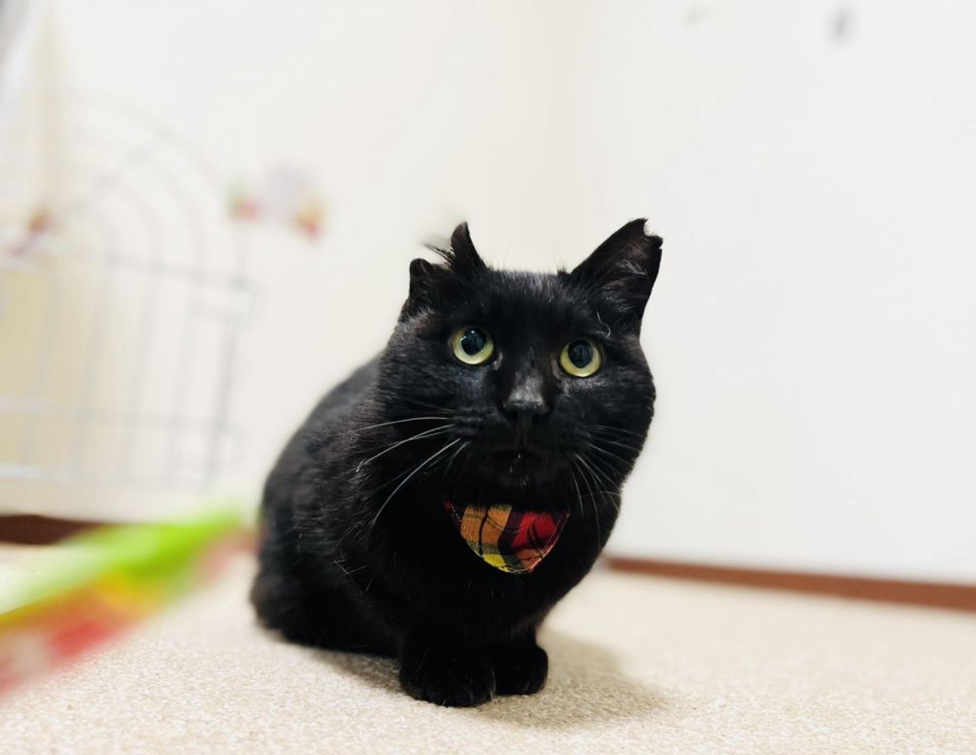 pet-image-4