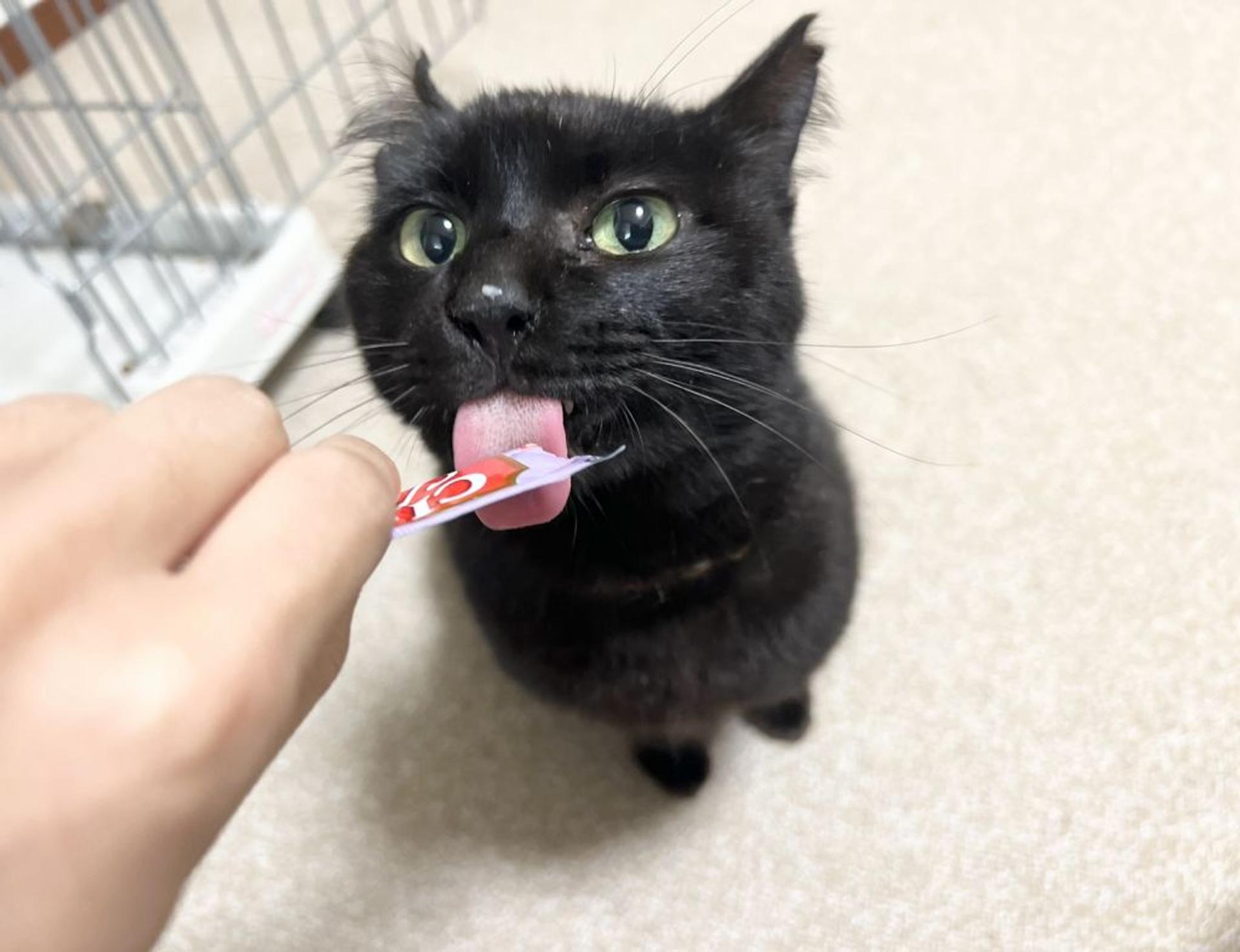 pet-image-6