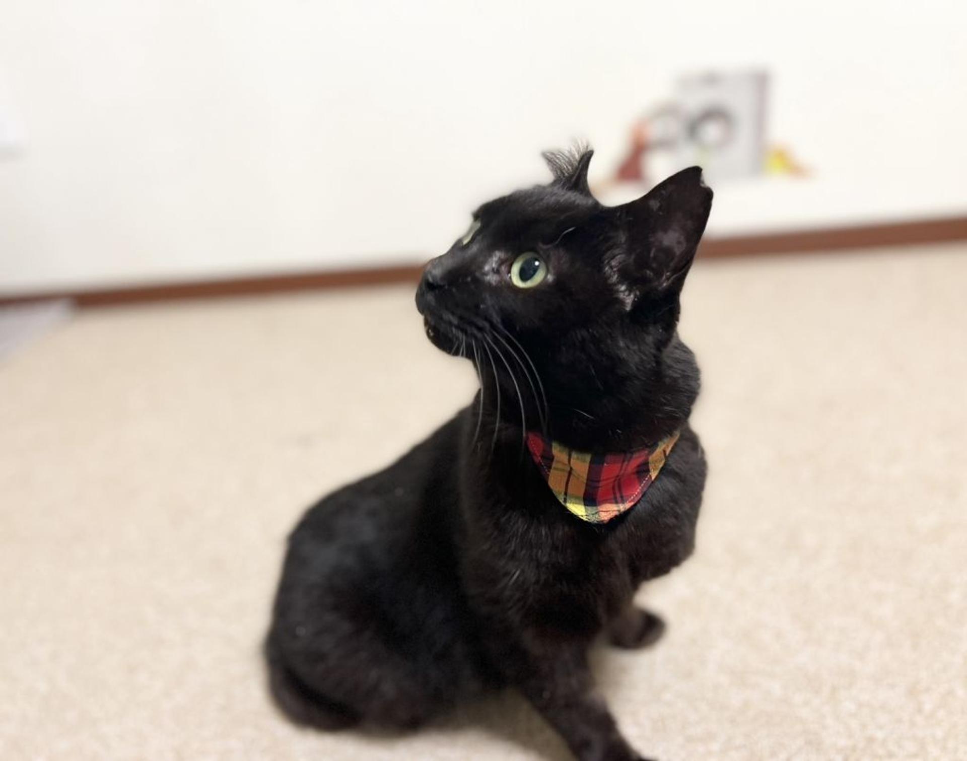 pet-image-8