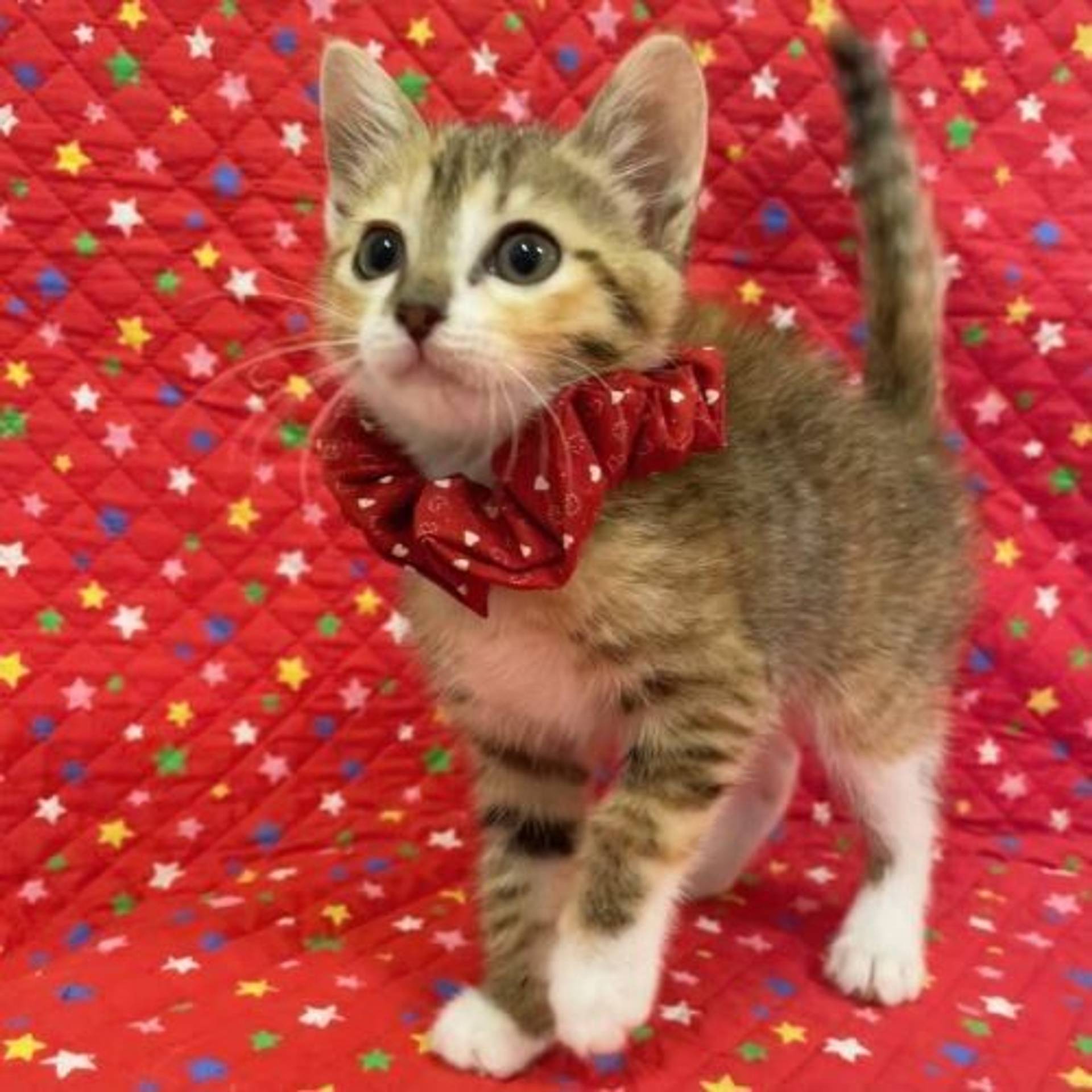 雑種（ミックス猫）・メスの里親募集の写真