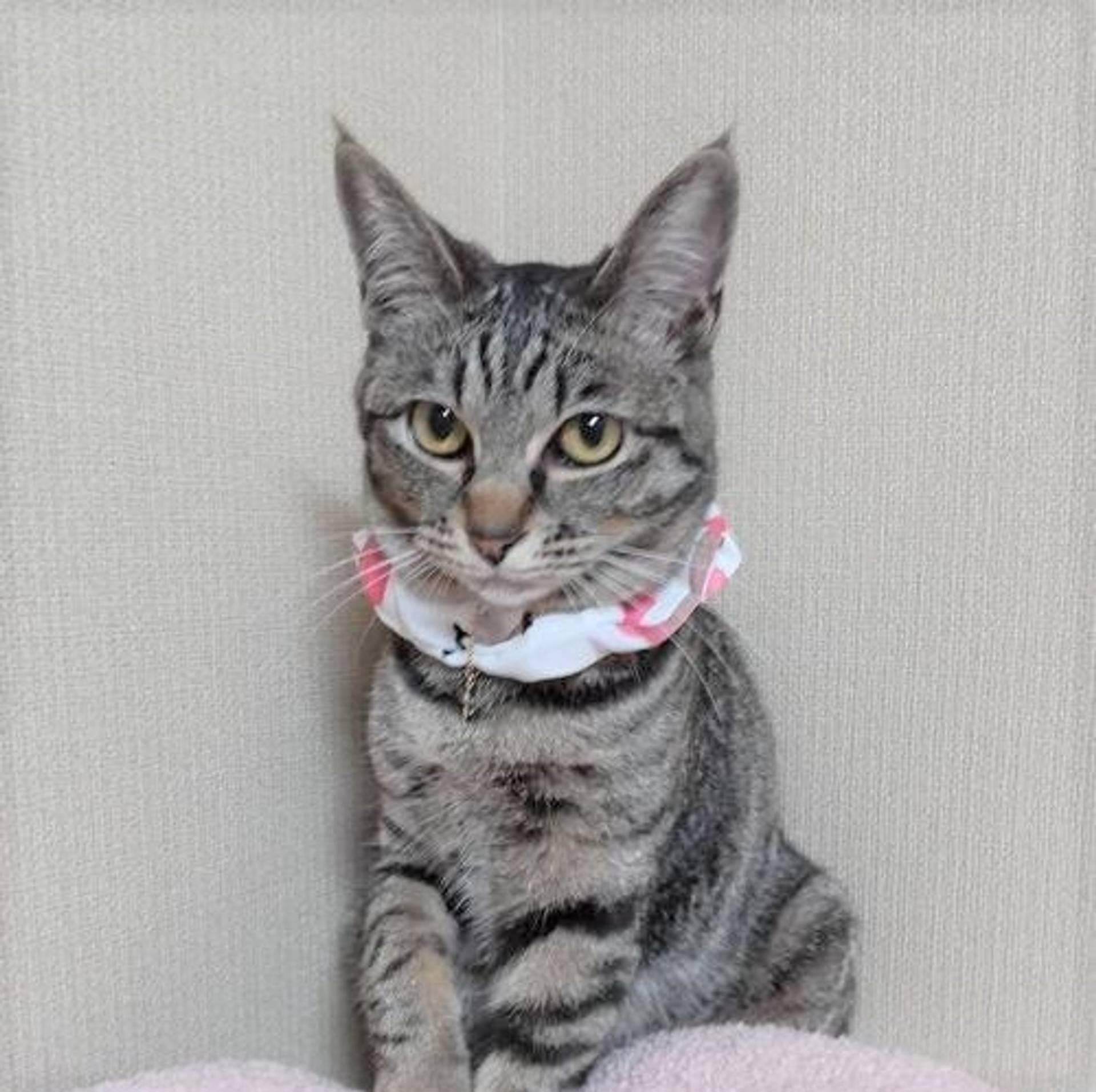 雑種（ミックス猫）・メスの里親募集の写真