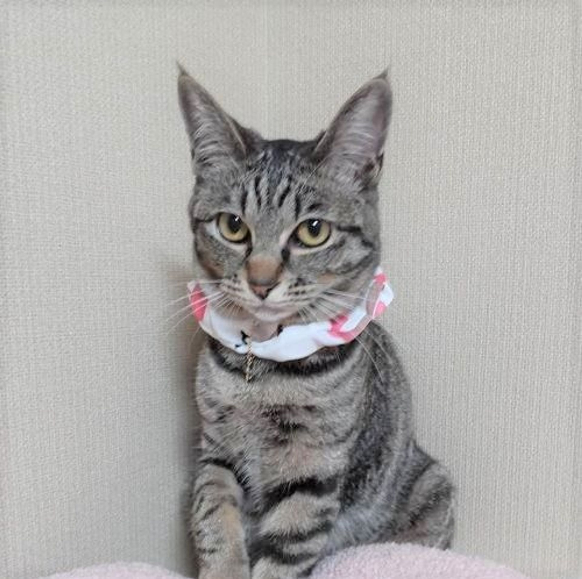 雑種（ミックス猫）・メスの里親募集の写真