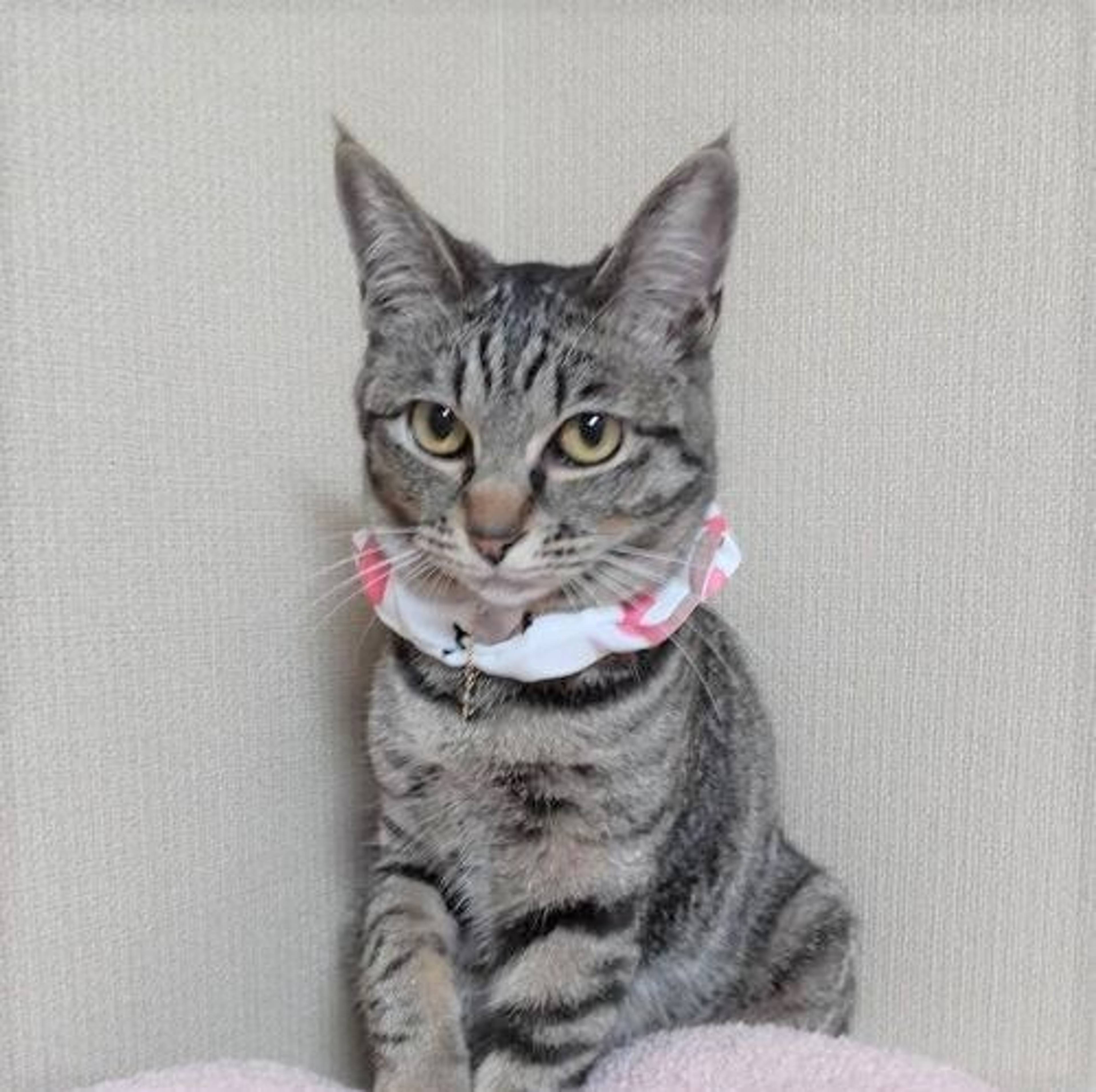 雑種（ミックス猫）・メスの里親募集の写真