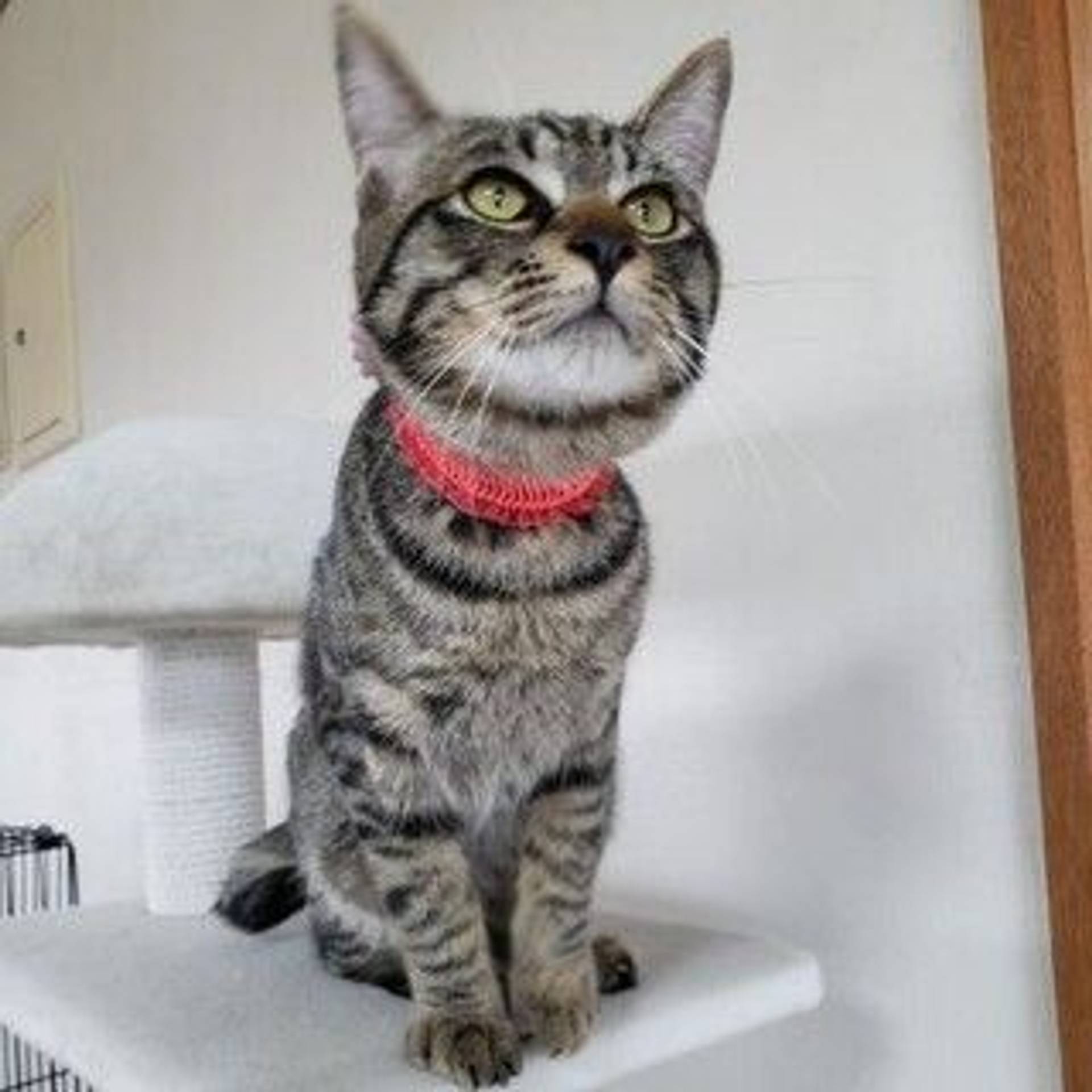 雑種（ミックス猫）・オスの里親募集の写真