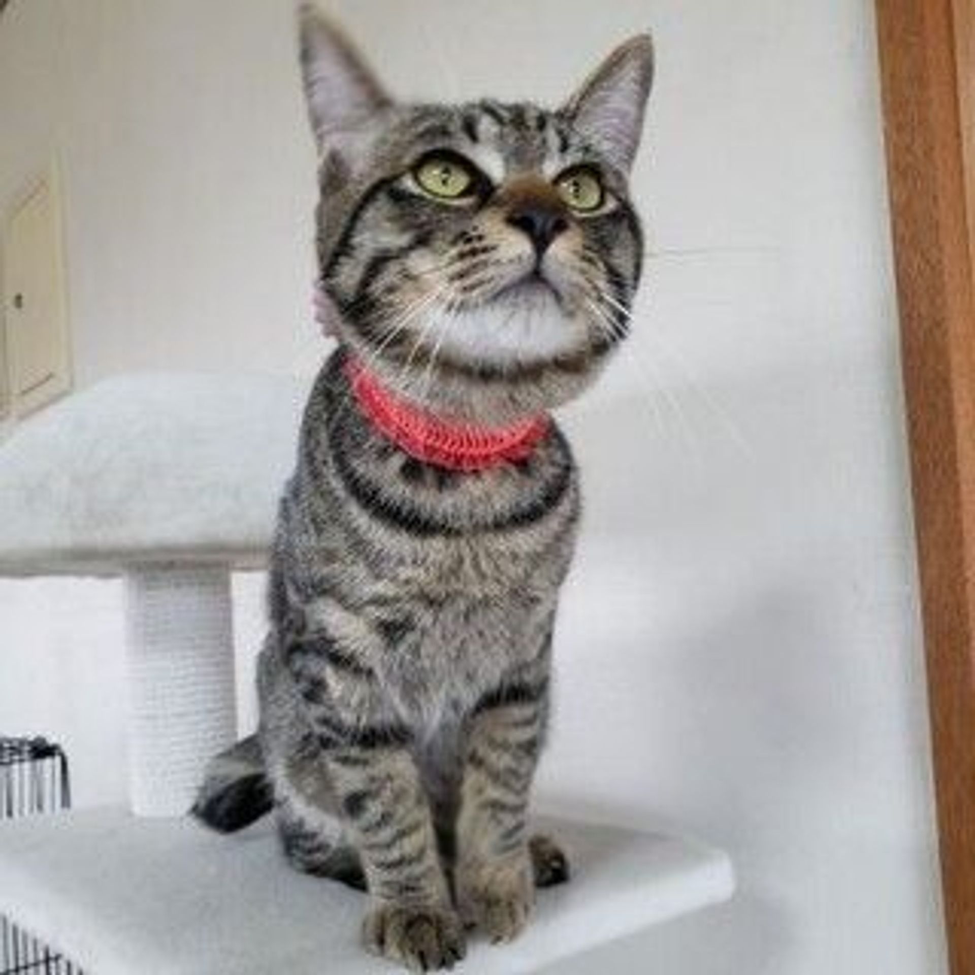 雑種（ミックス猫）・オスの里親募集の写真