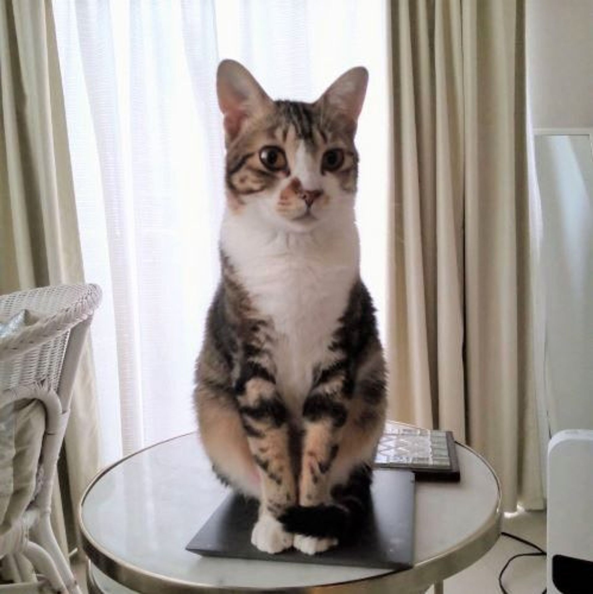 雑種（ミックス猫）・オスの里親募集の写真