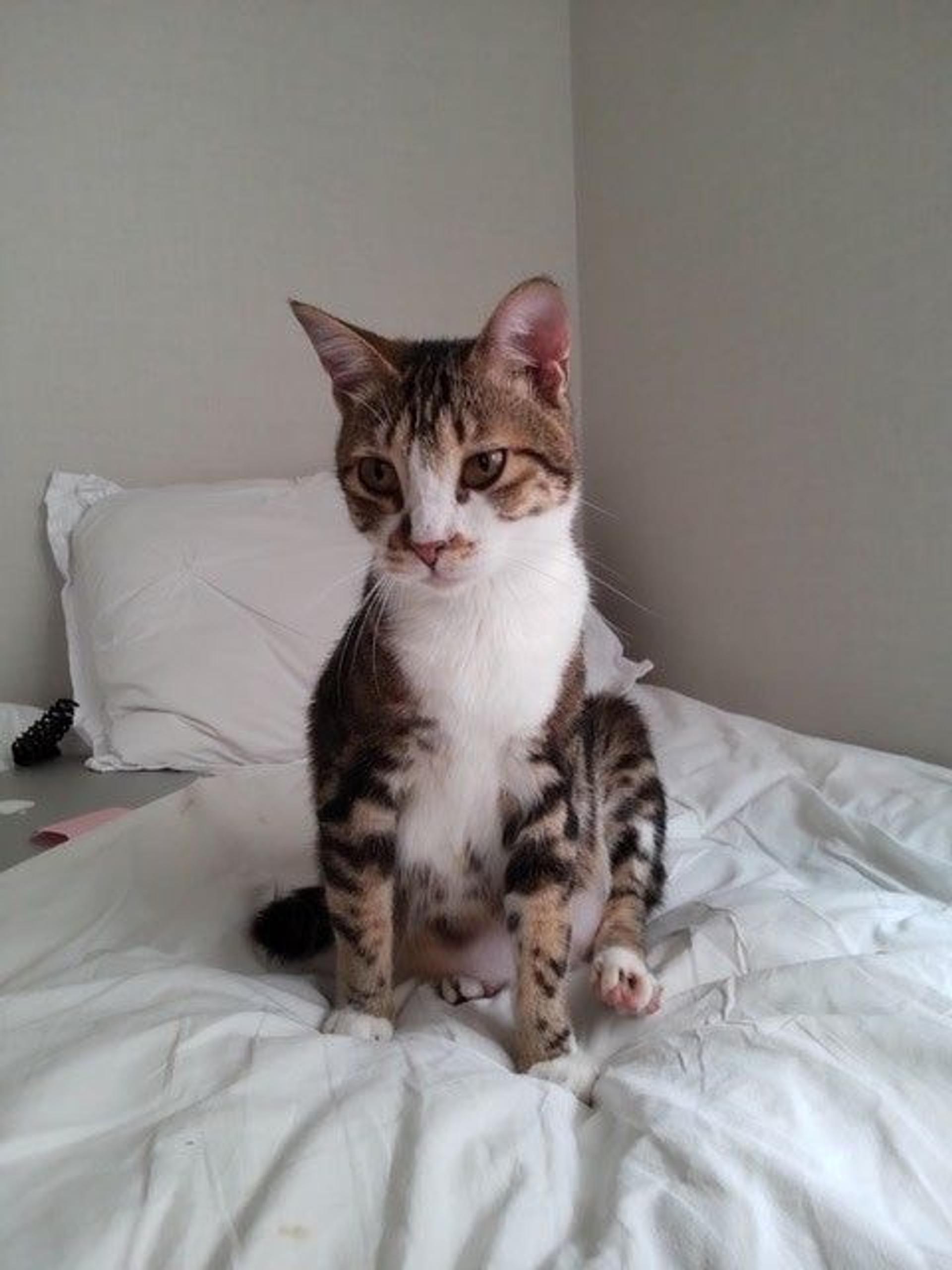 pet-image-2
