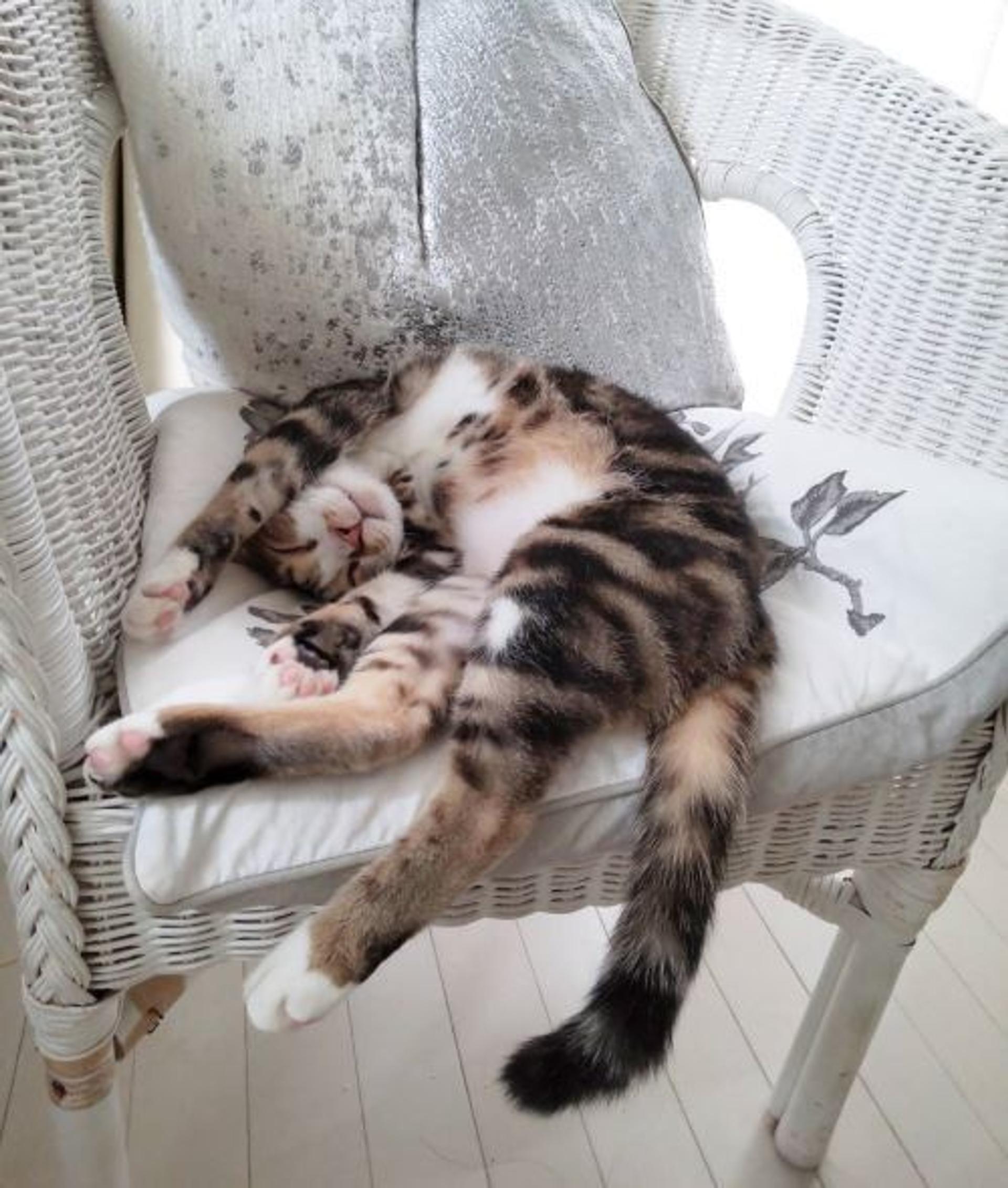 pet-image-3