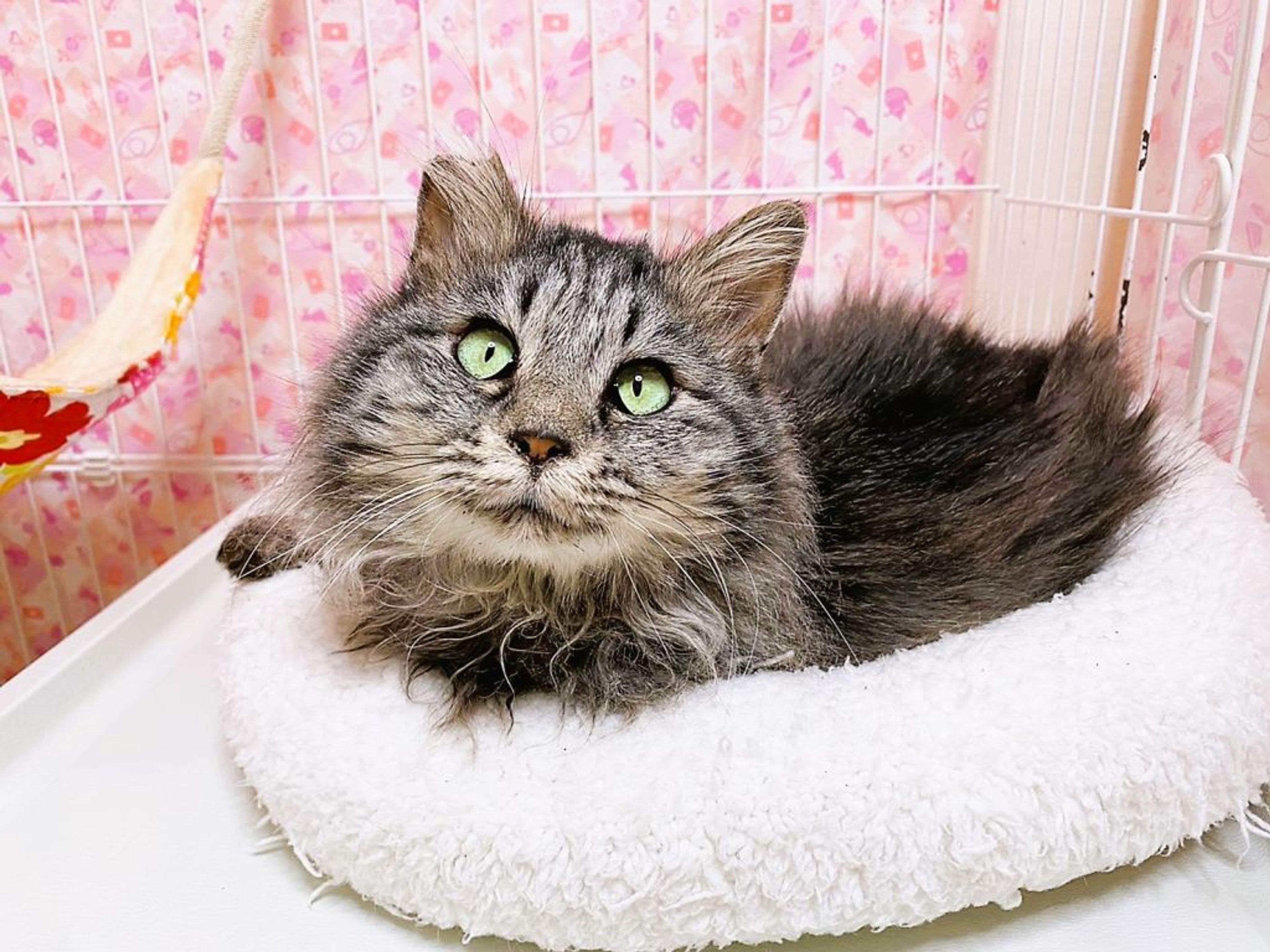 雑種（ミックス猫）・メスの里親募集の写真