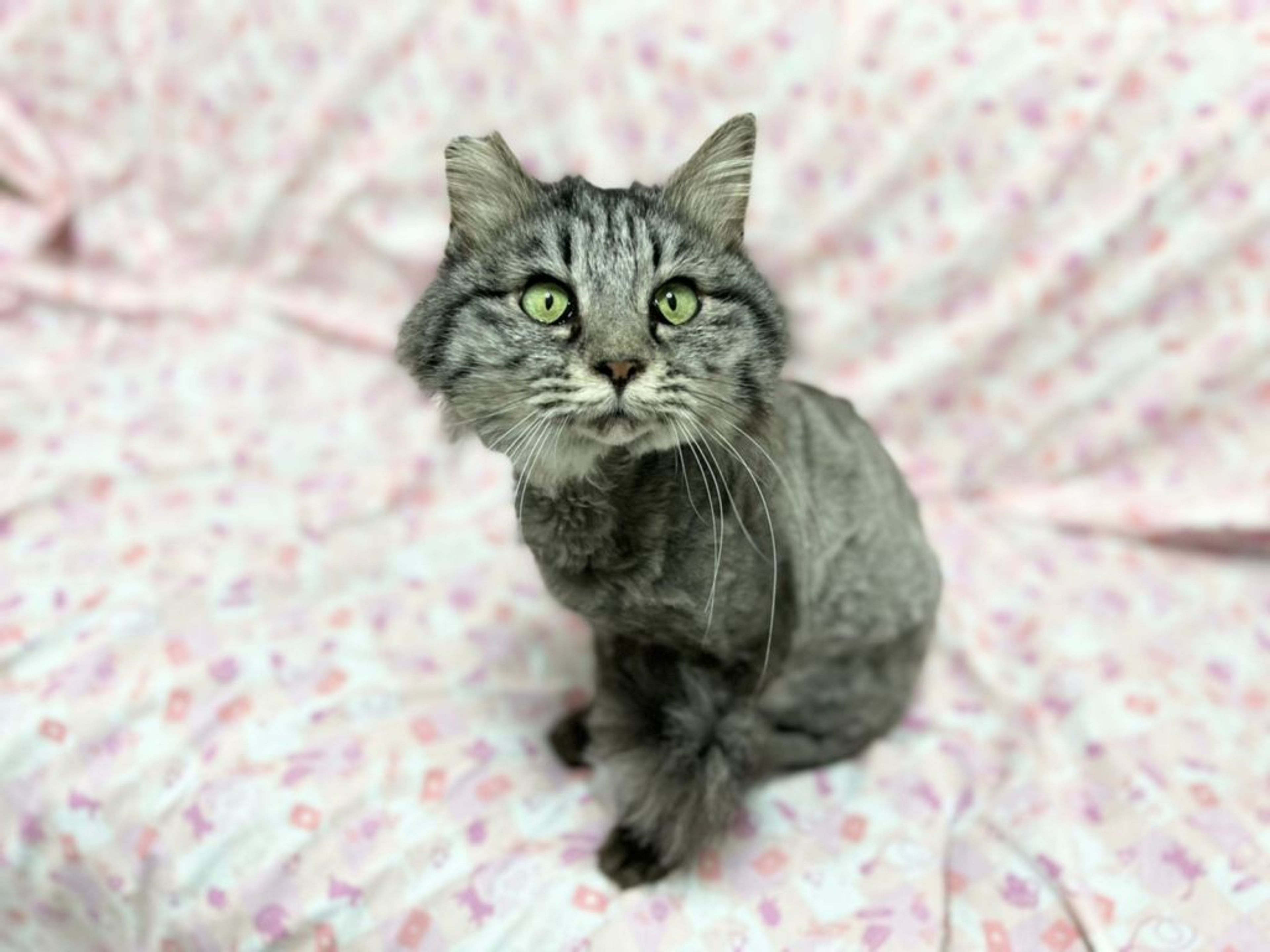 pet-image-4