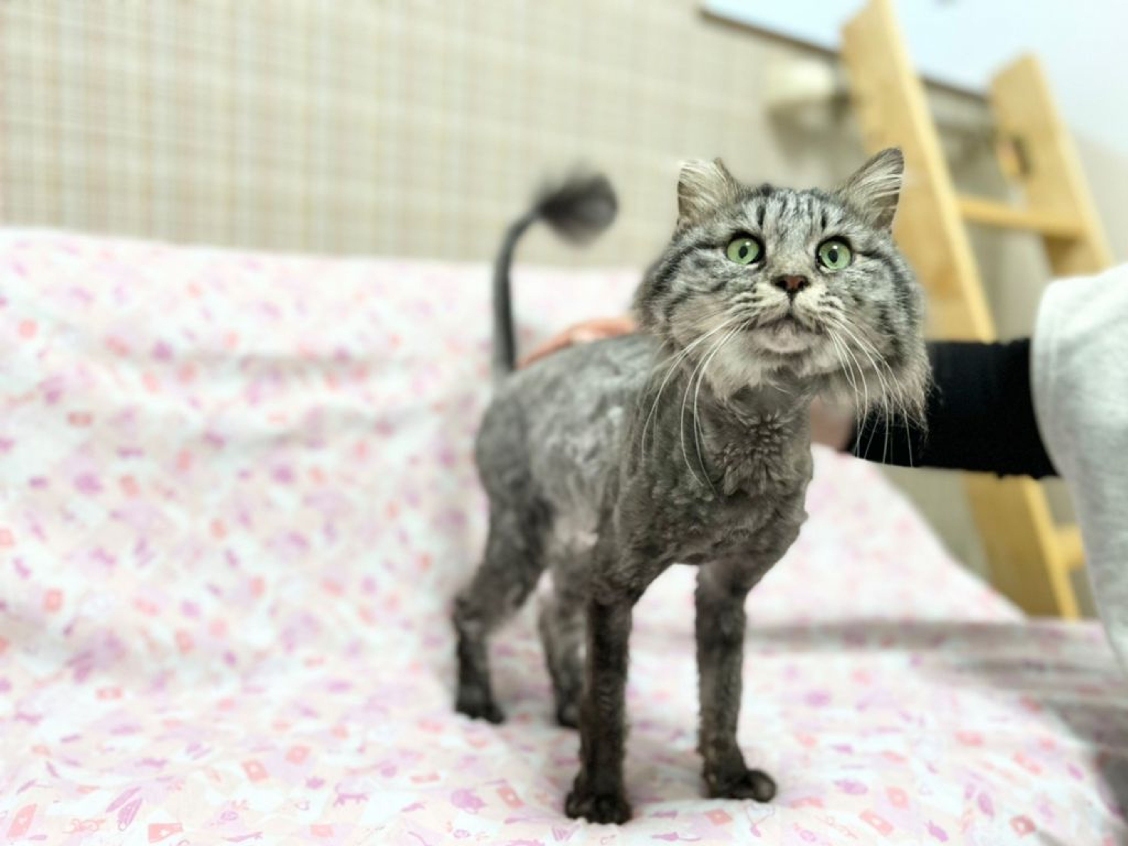 pet-image-5