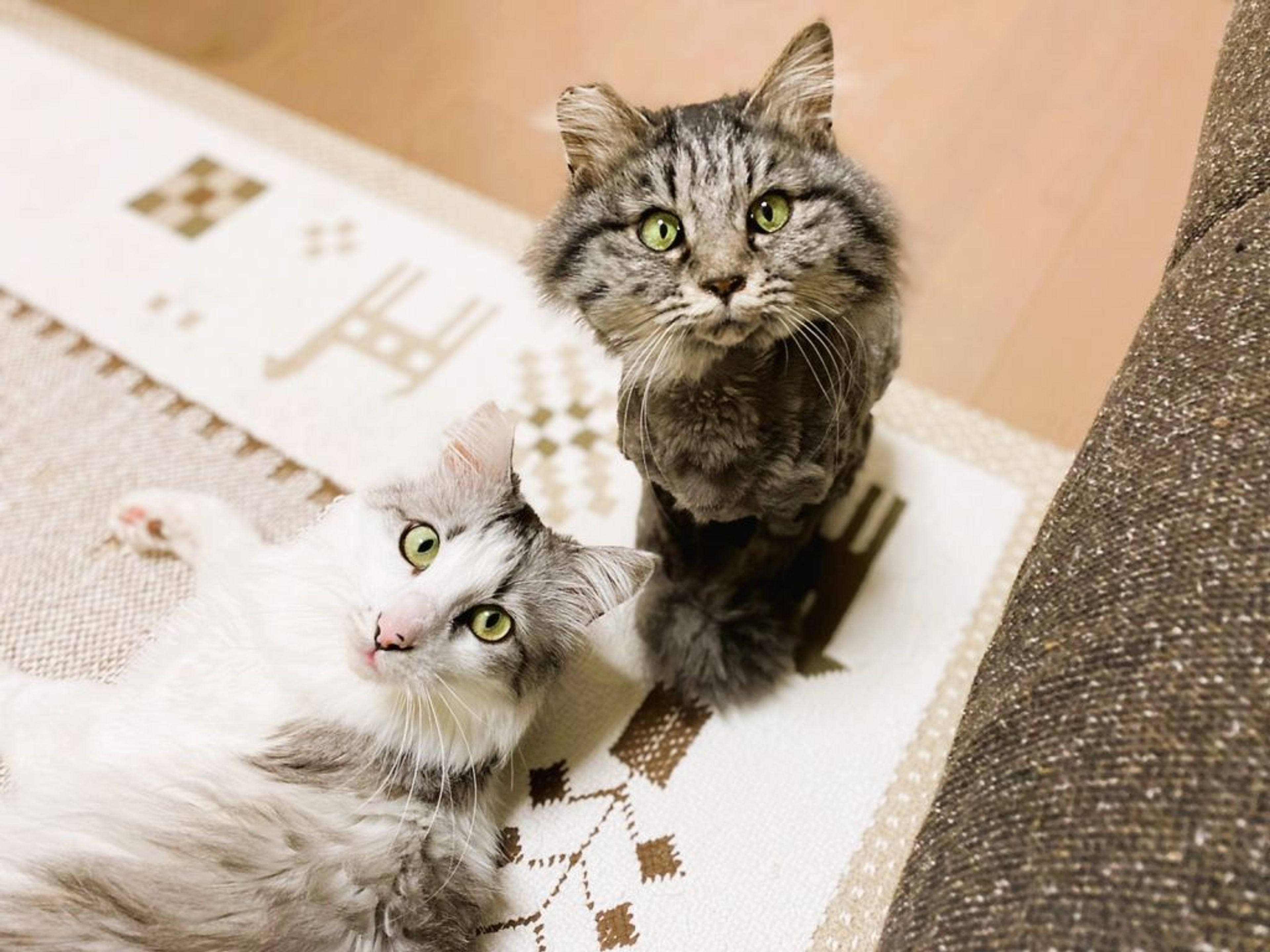 pet-image-6