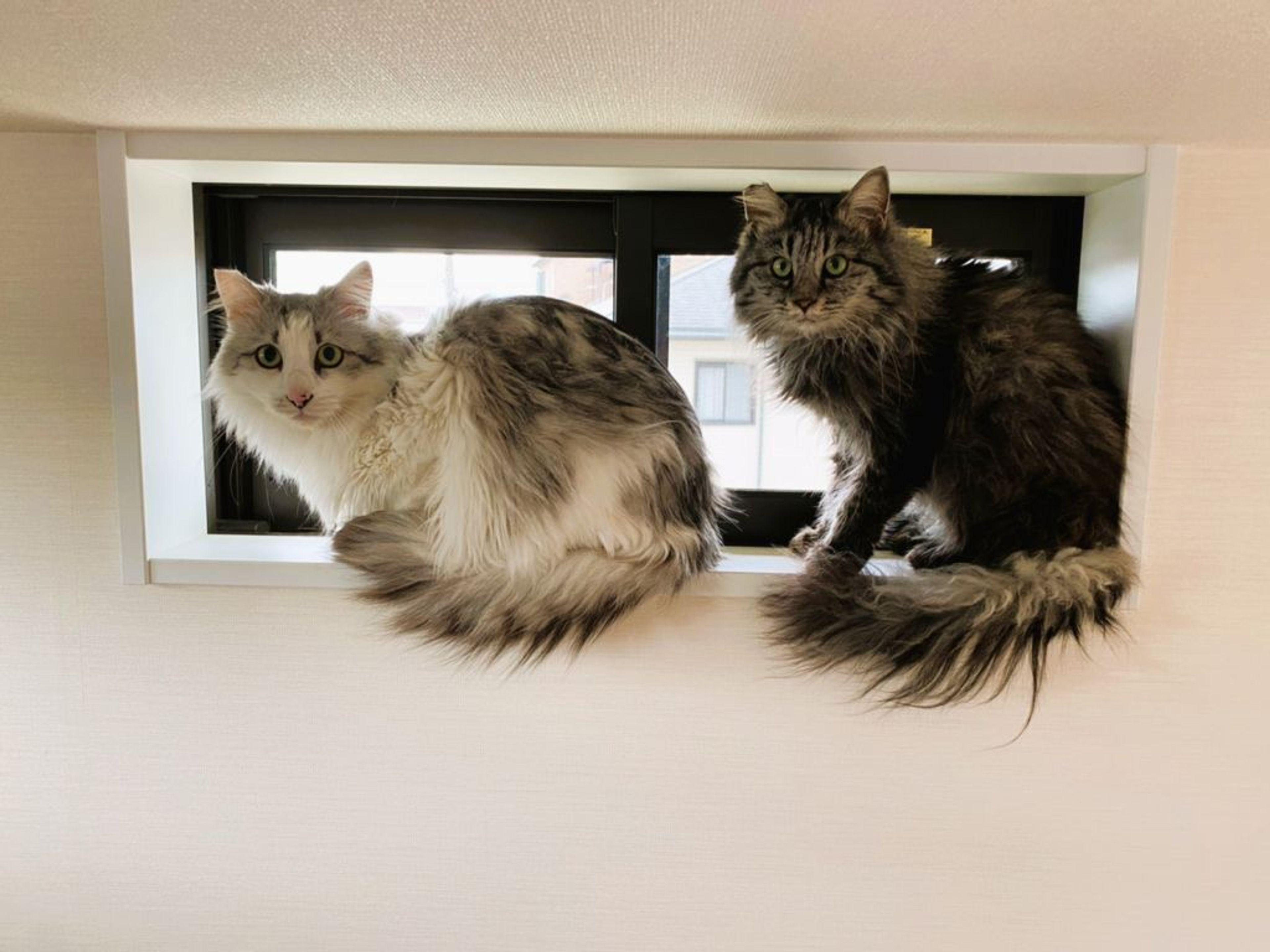 pet-image-7