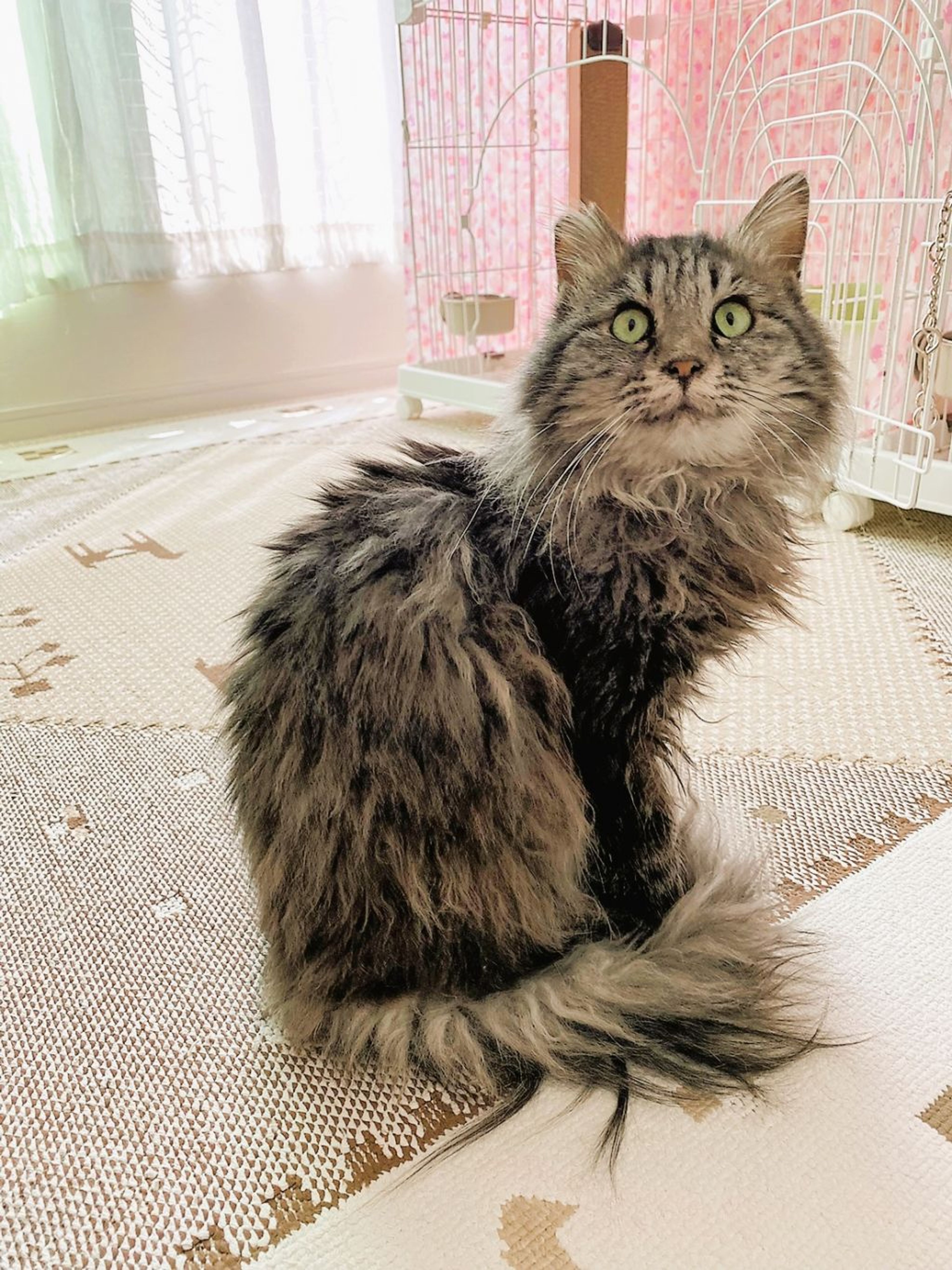pet-image-9
