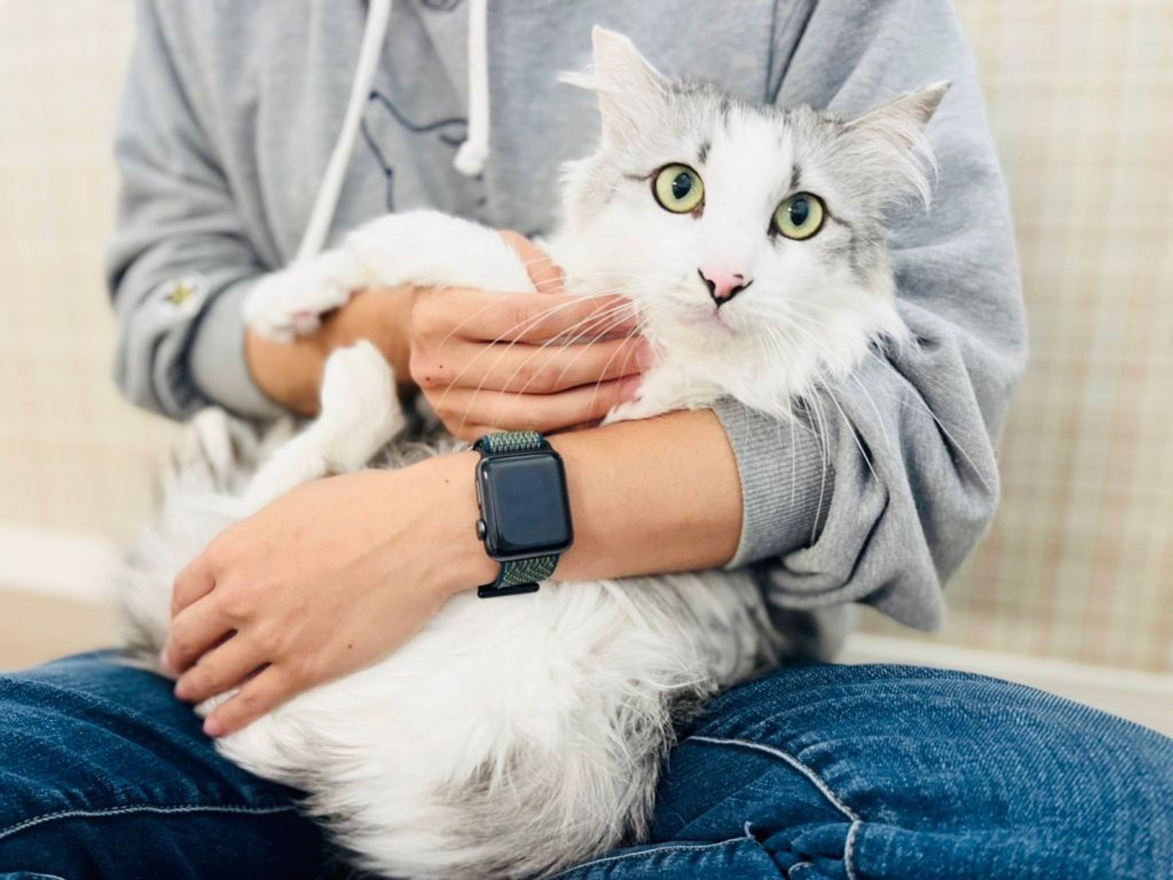 雑種（ミックス猫）・オスの里親募集の写真