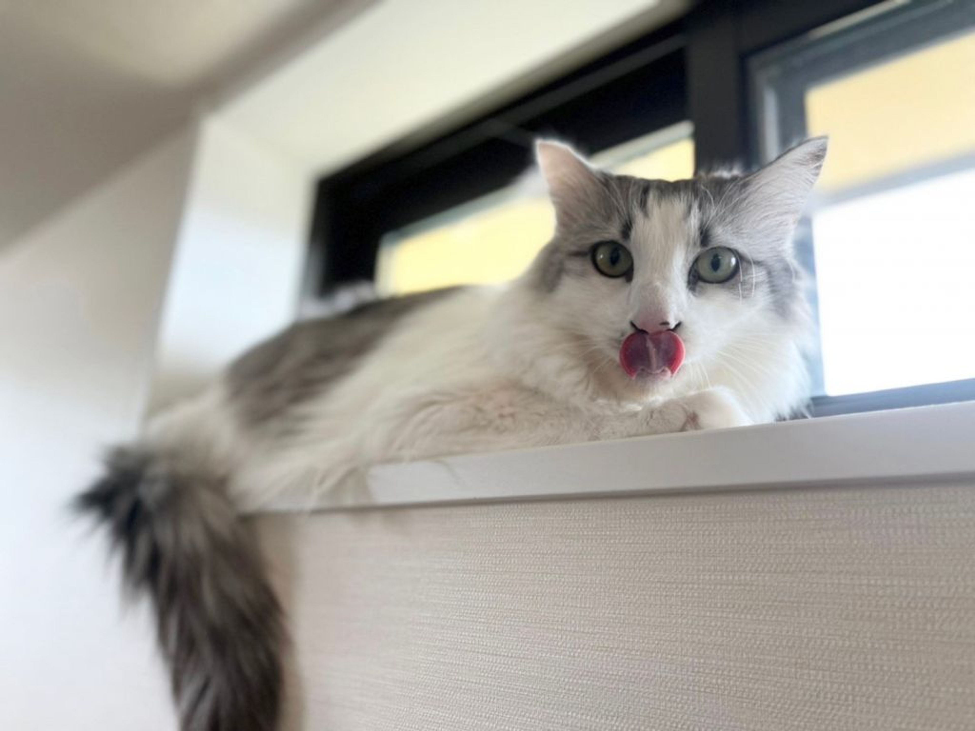 pet-image-4