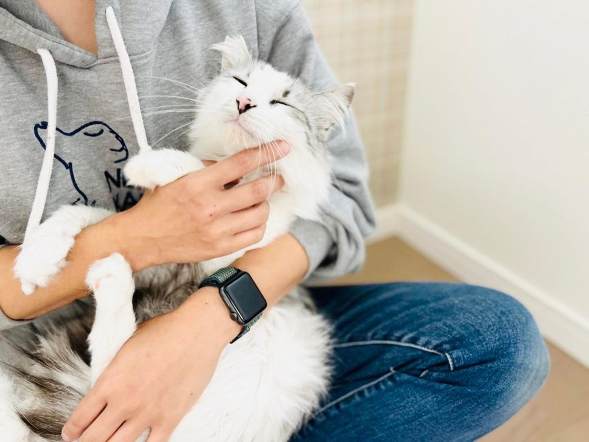 pet-image-5