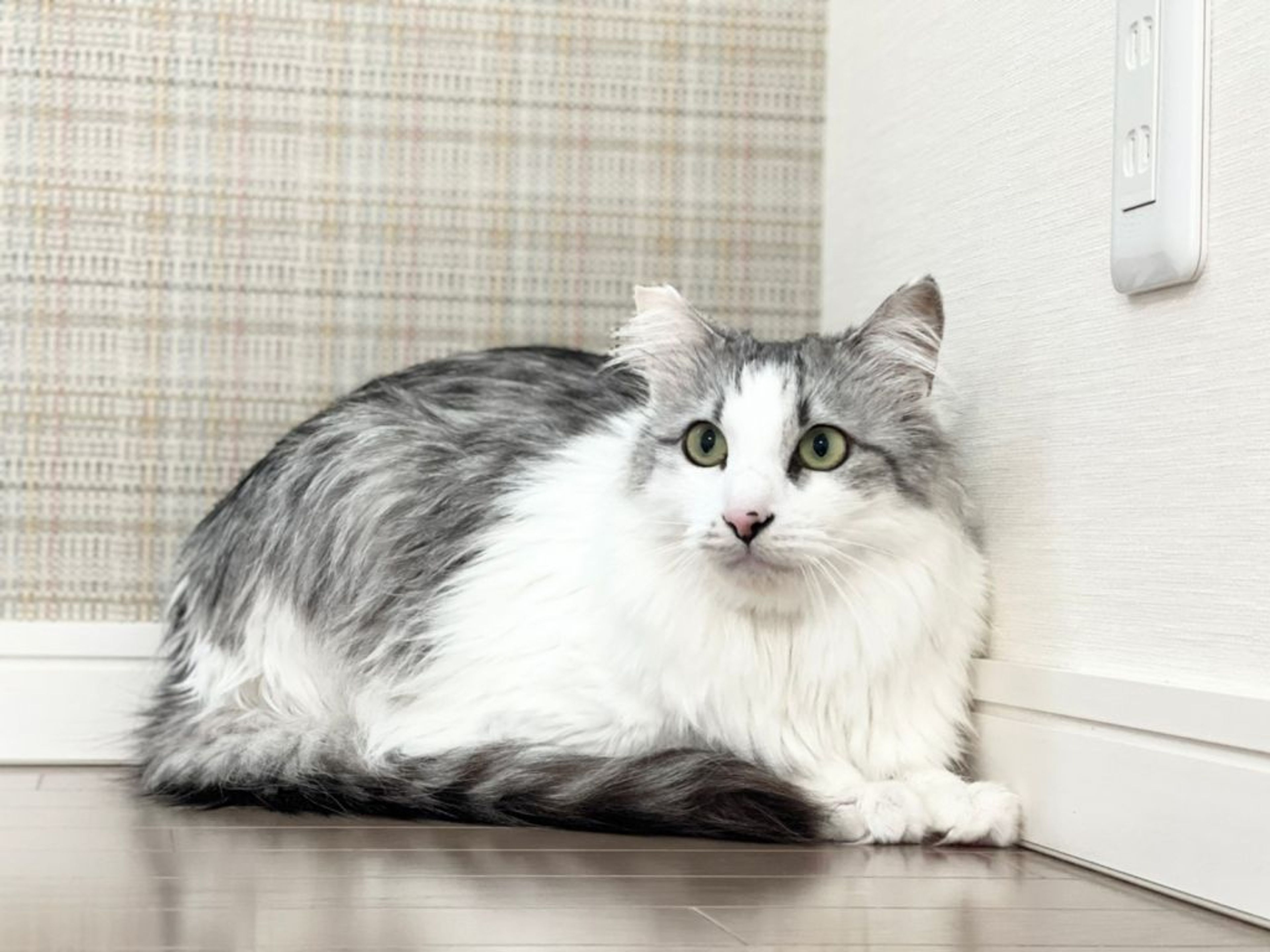 pet-image-6