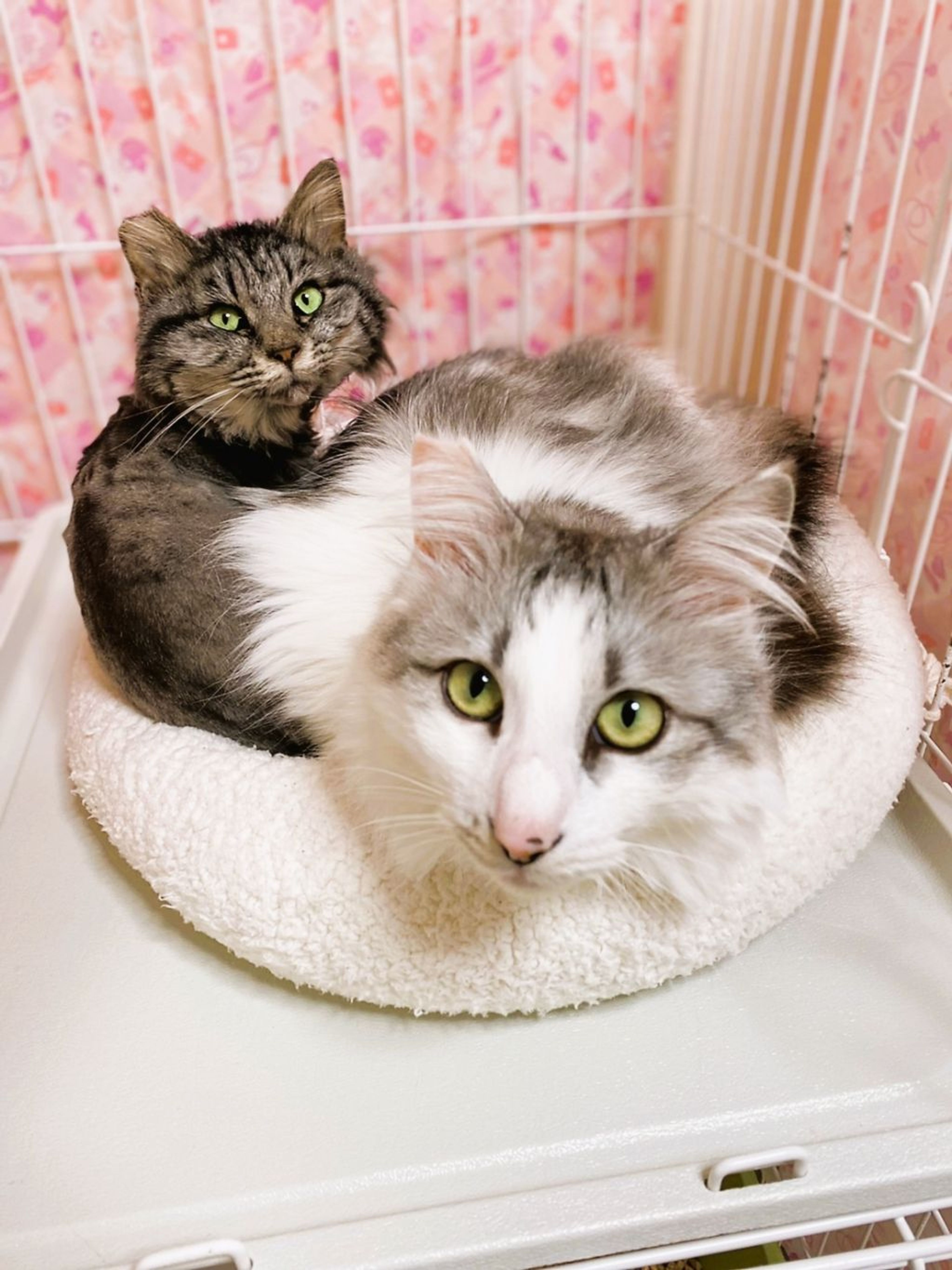 pet-image-8