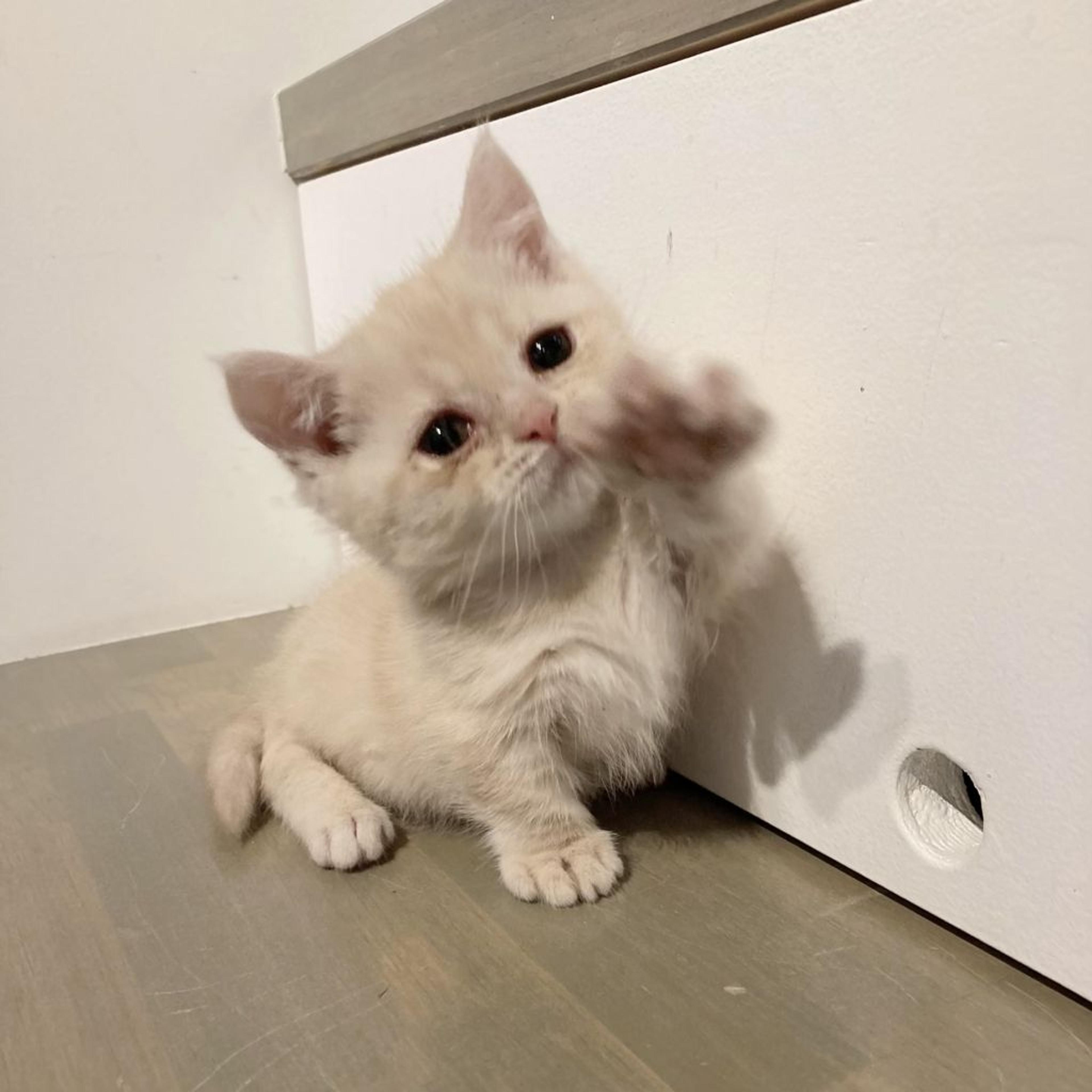 pet-image-3