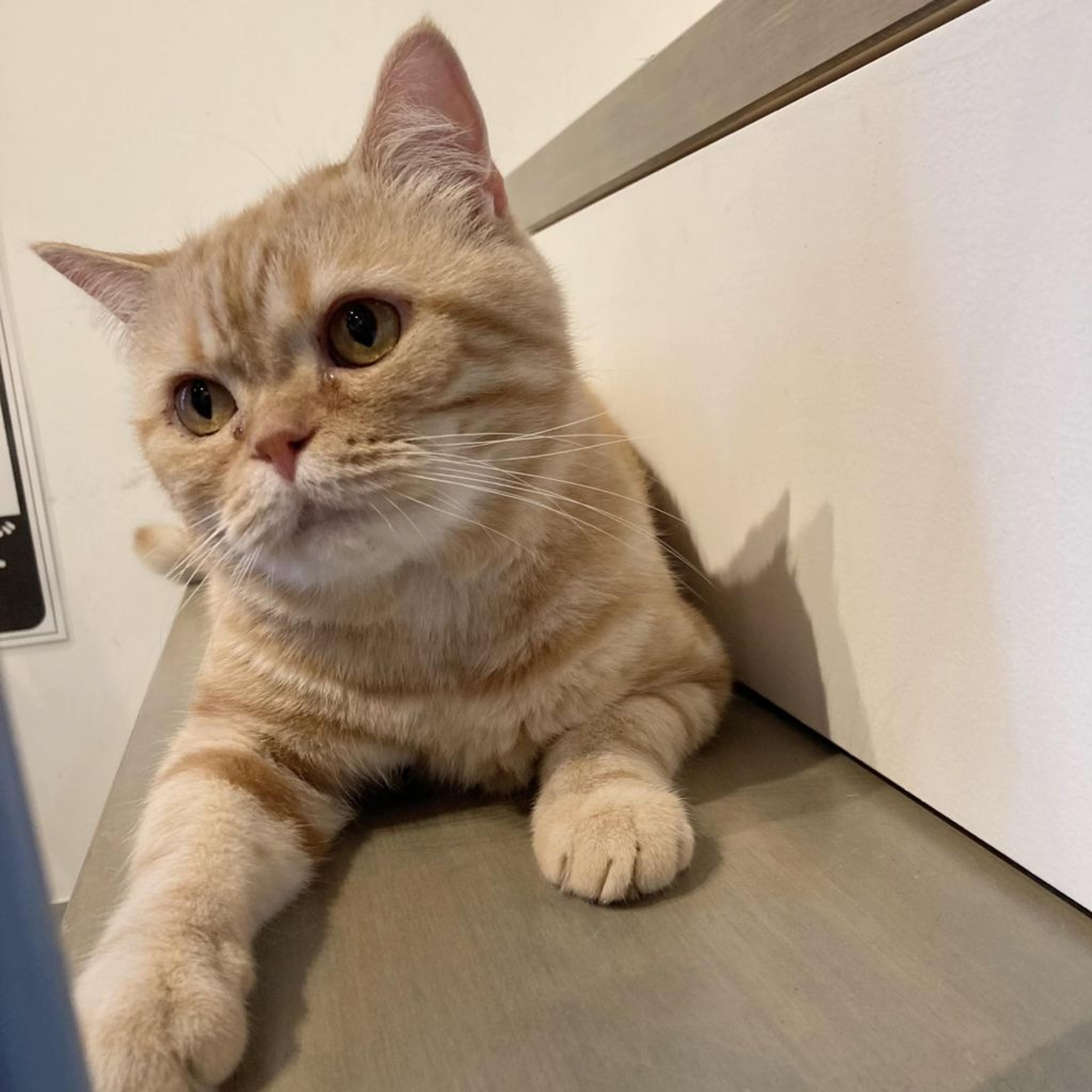 pet-image-2