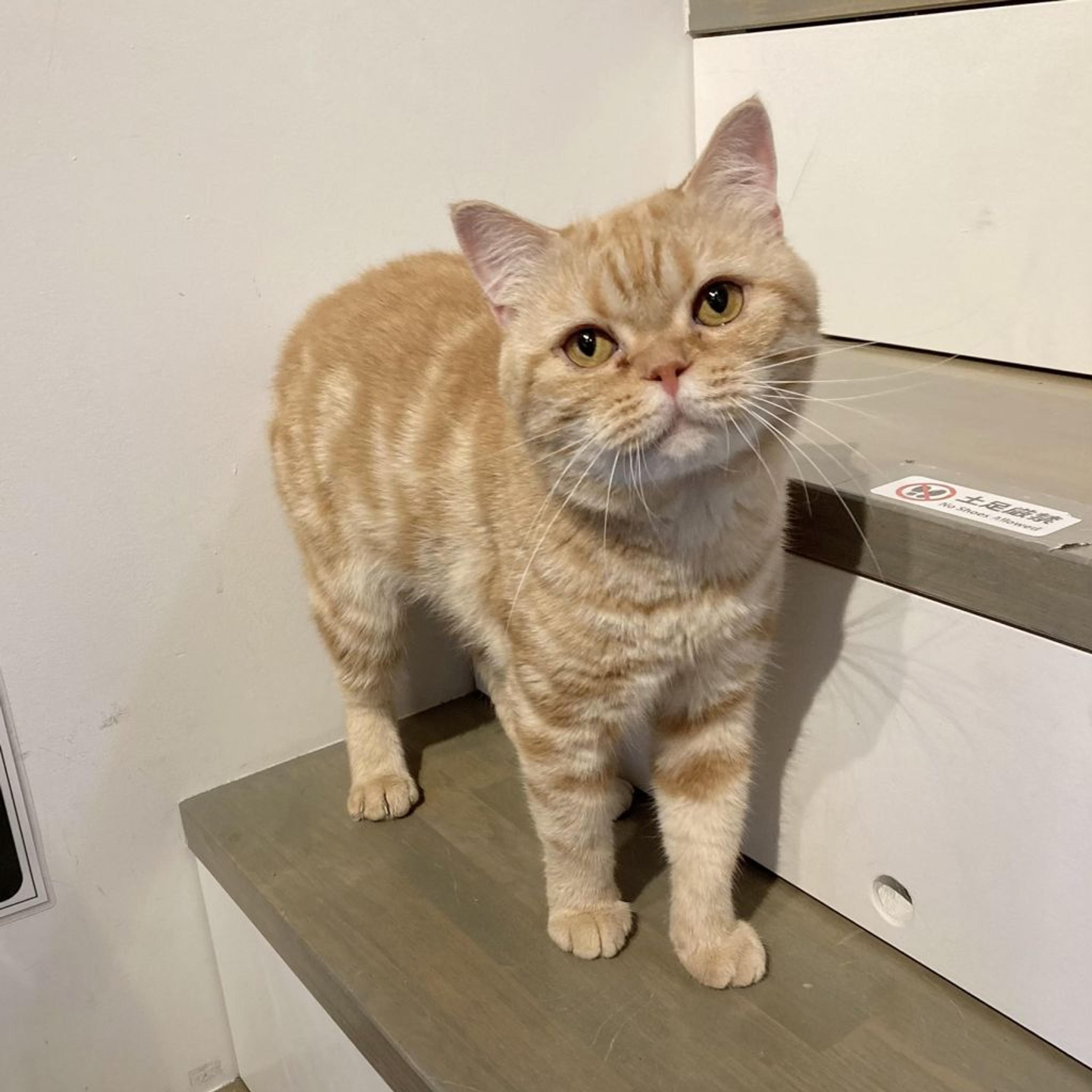 pet-image-3