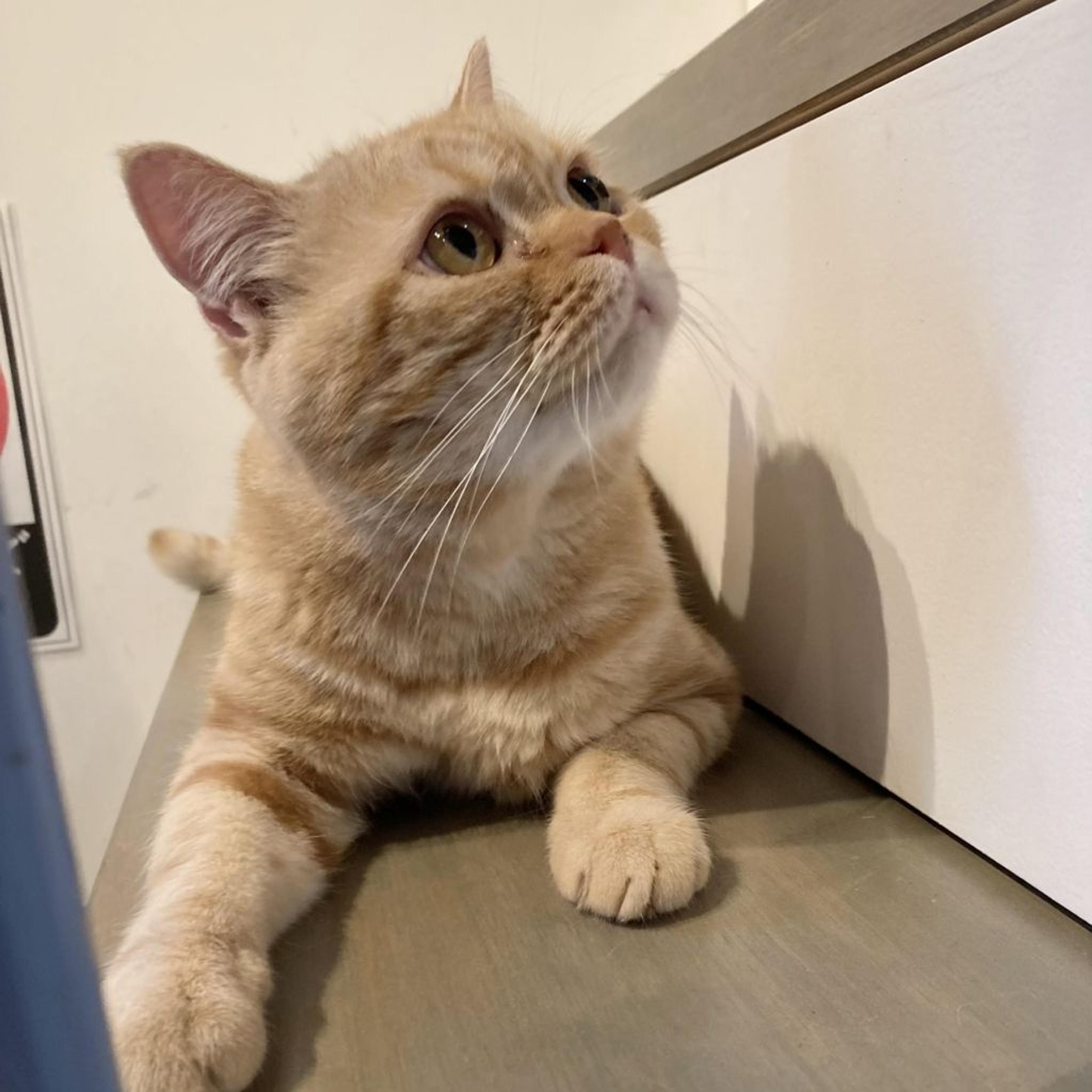 pet-image-4