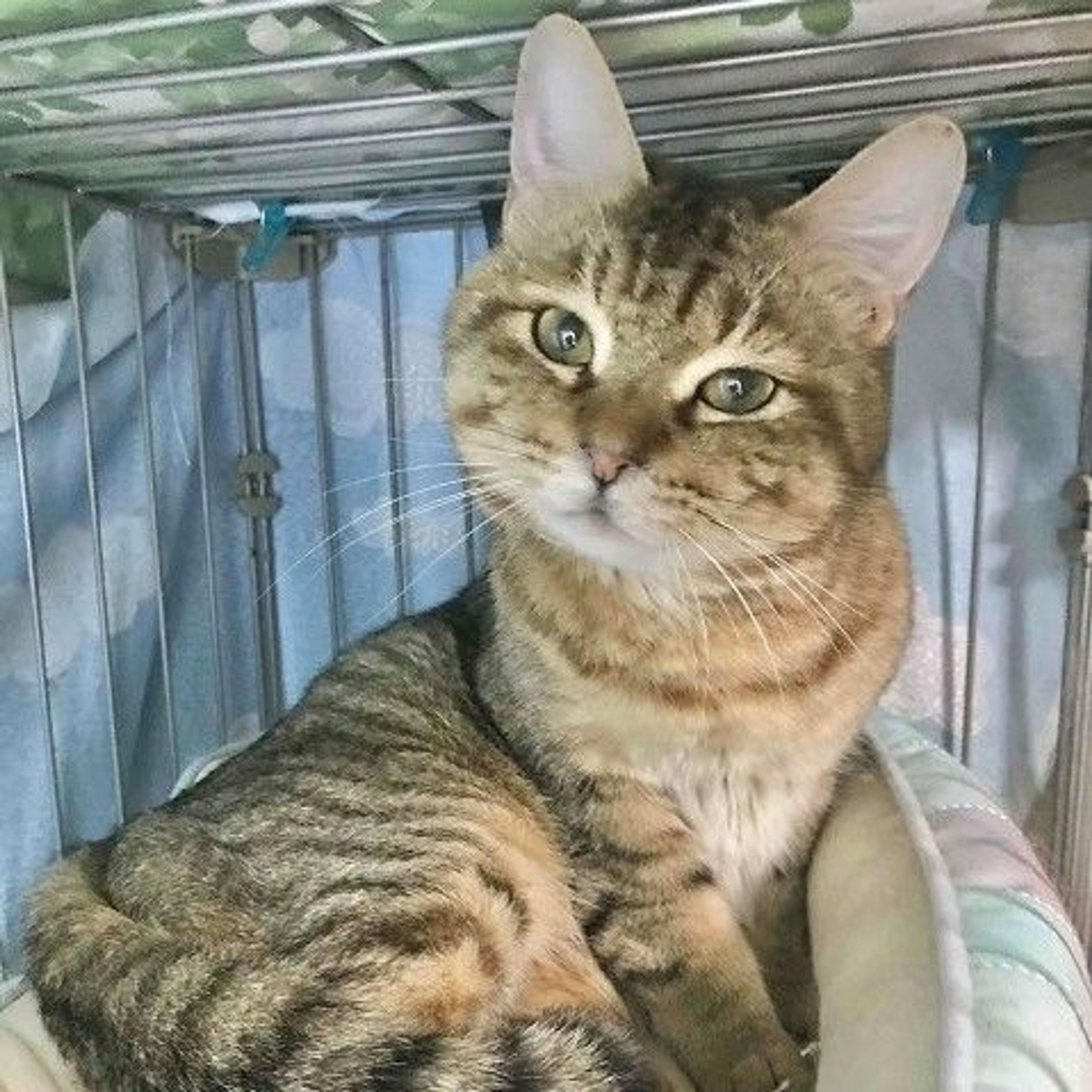 pet-image-4