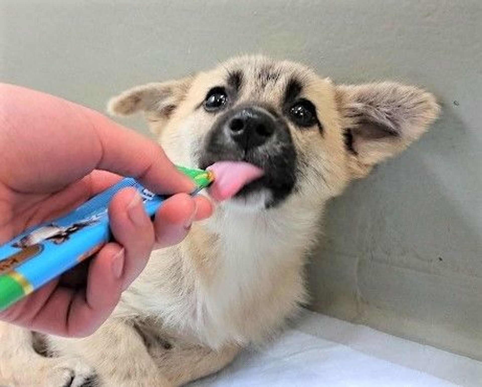 雑種（ミックス犬）・オスの里親募集の写真