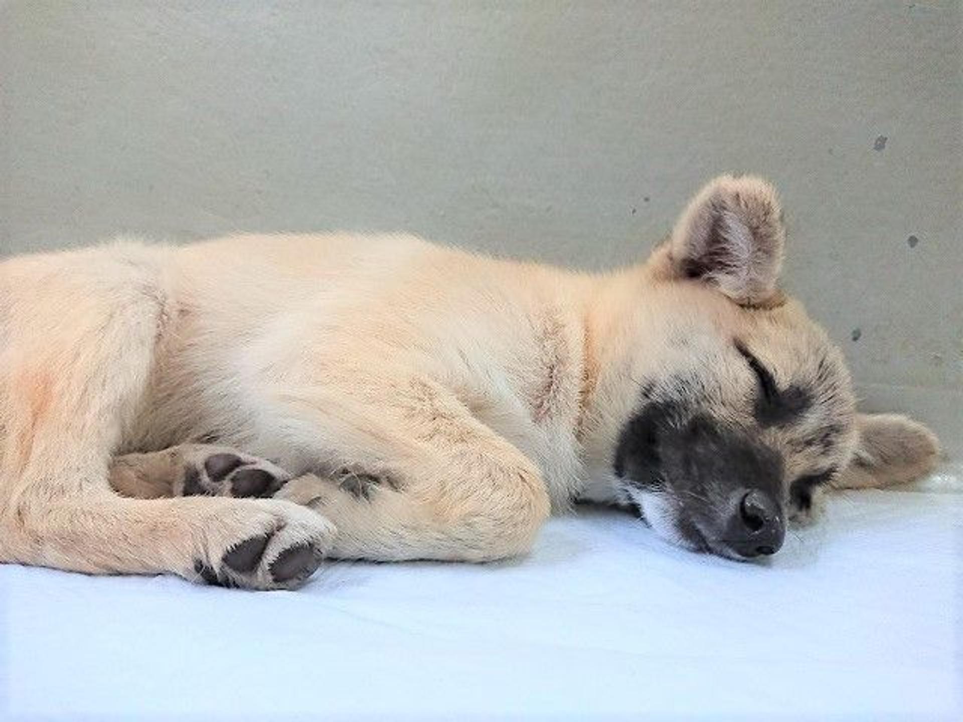 pet-image-6