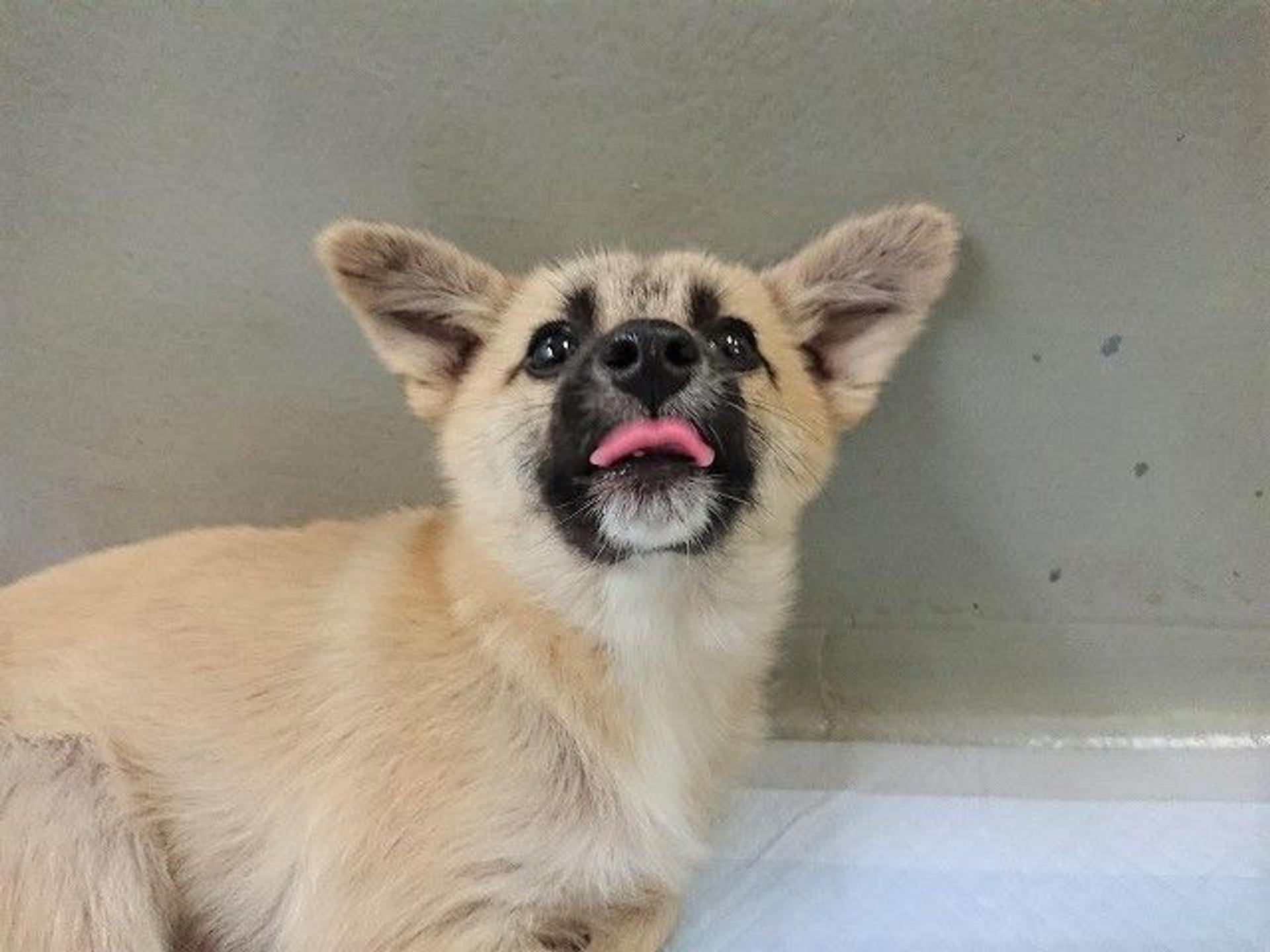 pet-image-7