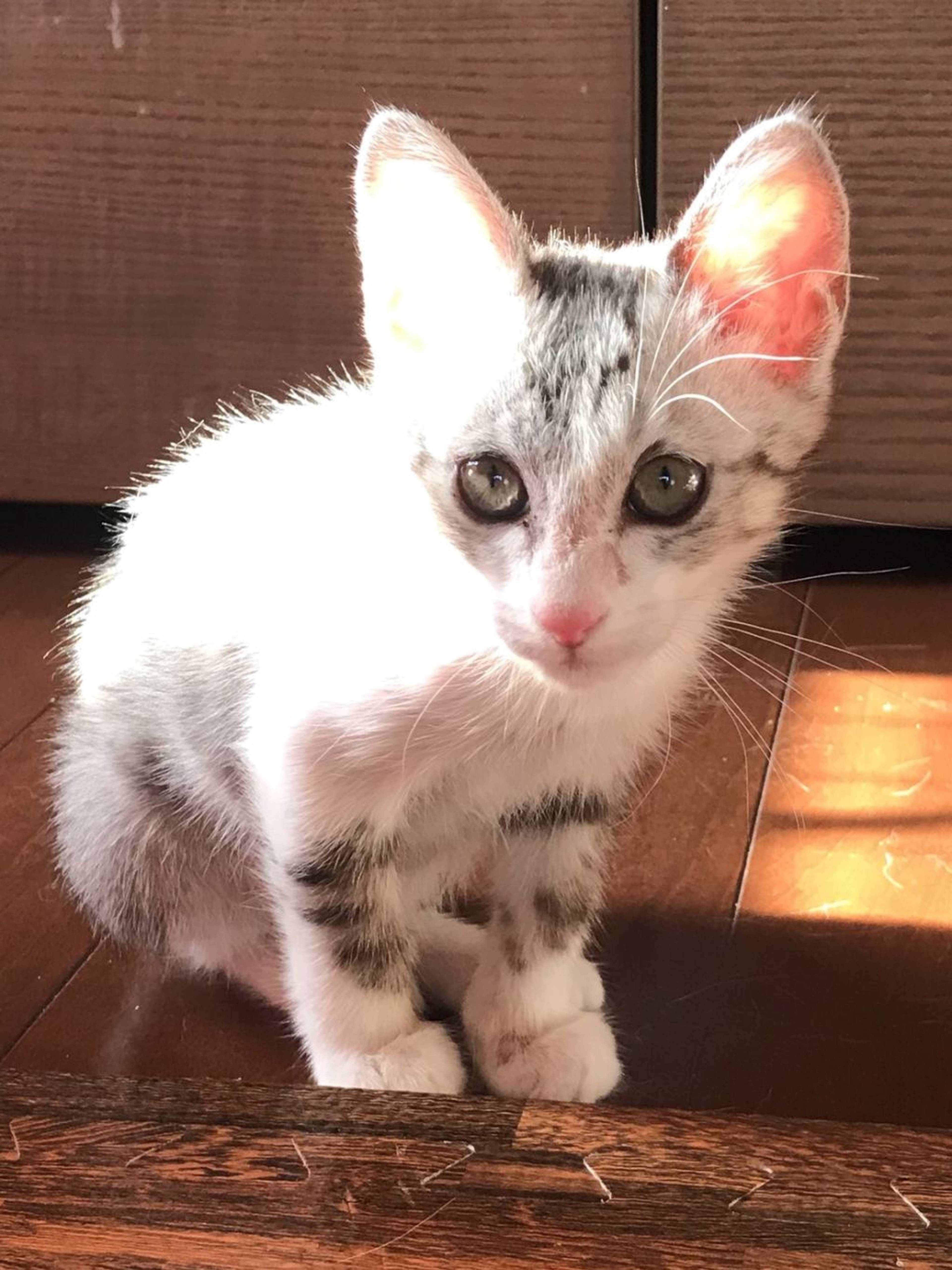 雑種（ミックス猫）・オスの里親募集の写真