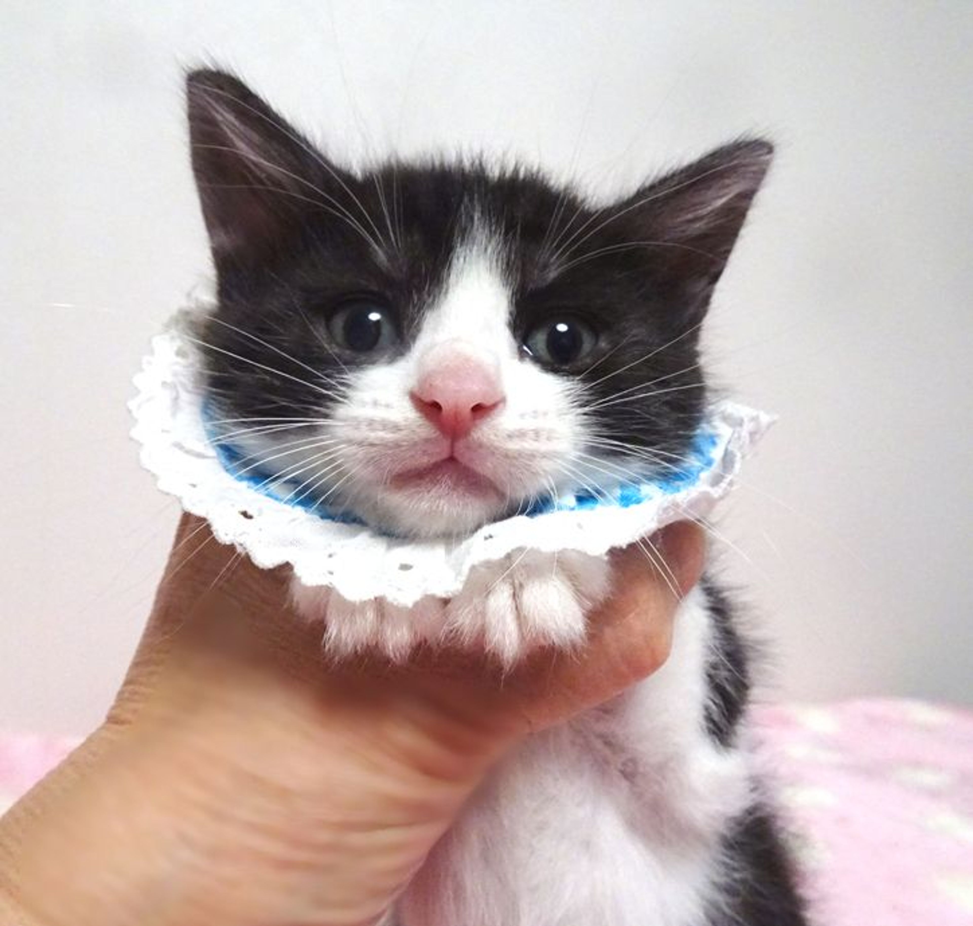 pet-image-2
