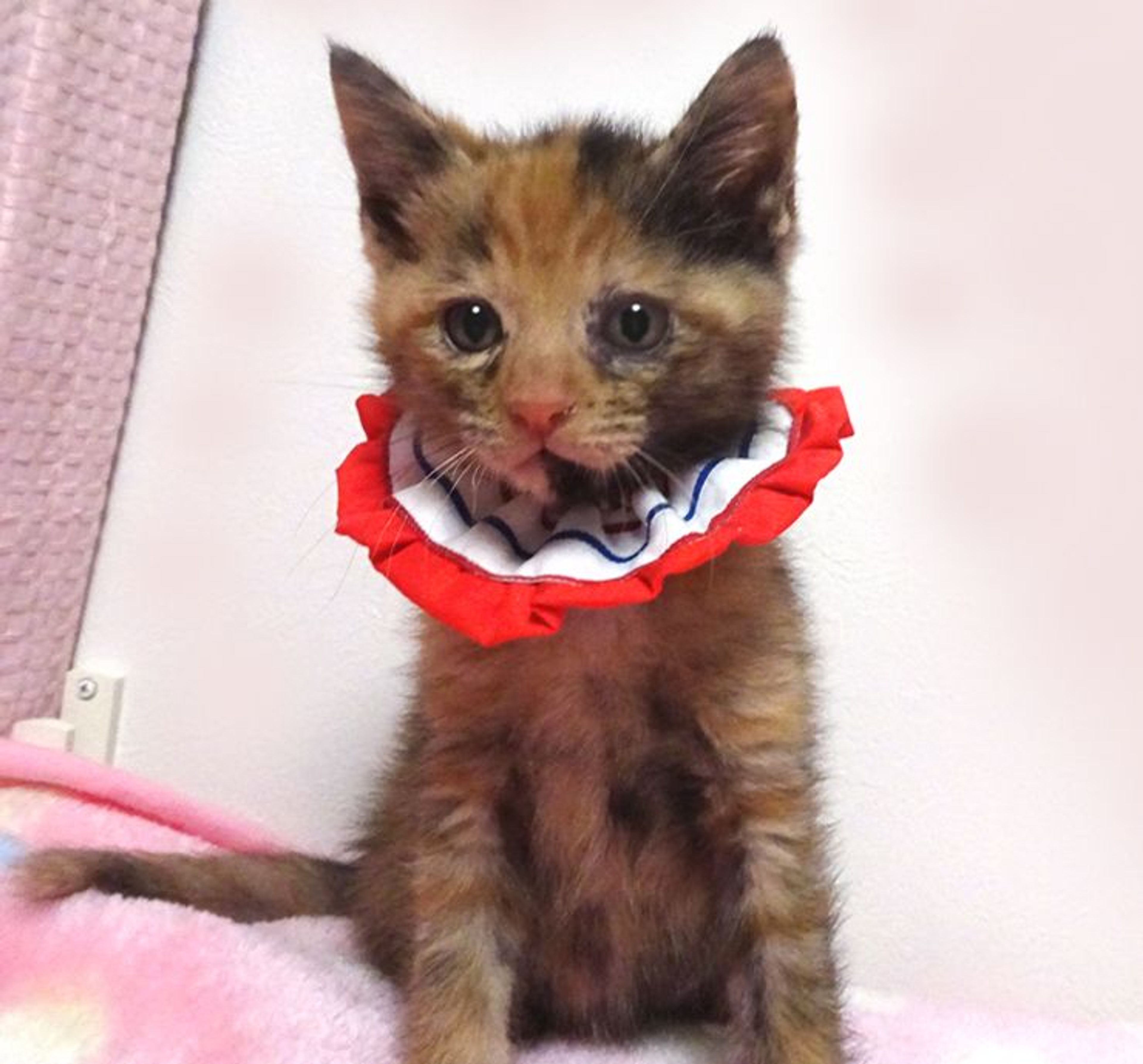 雑種（ミックス猫）・オスの里親募集の写真