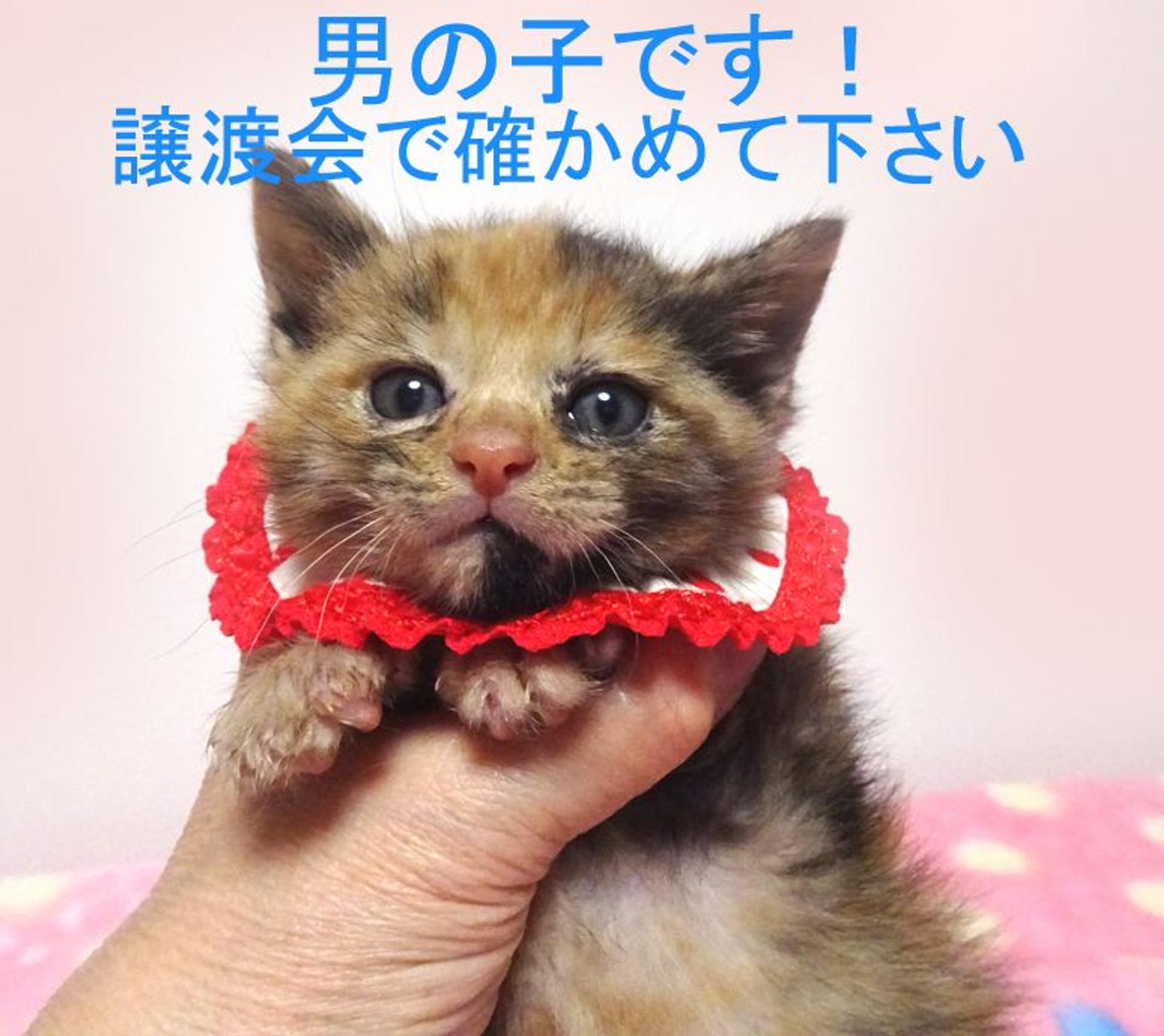pet-image-2