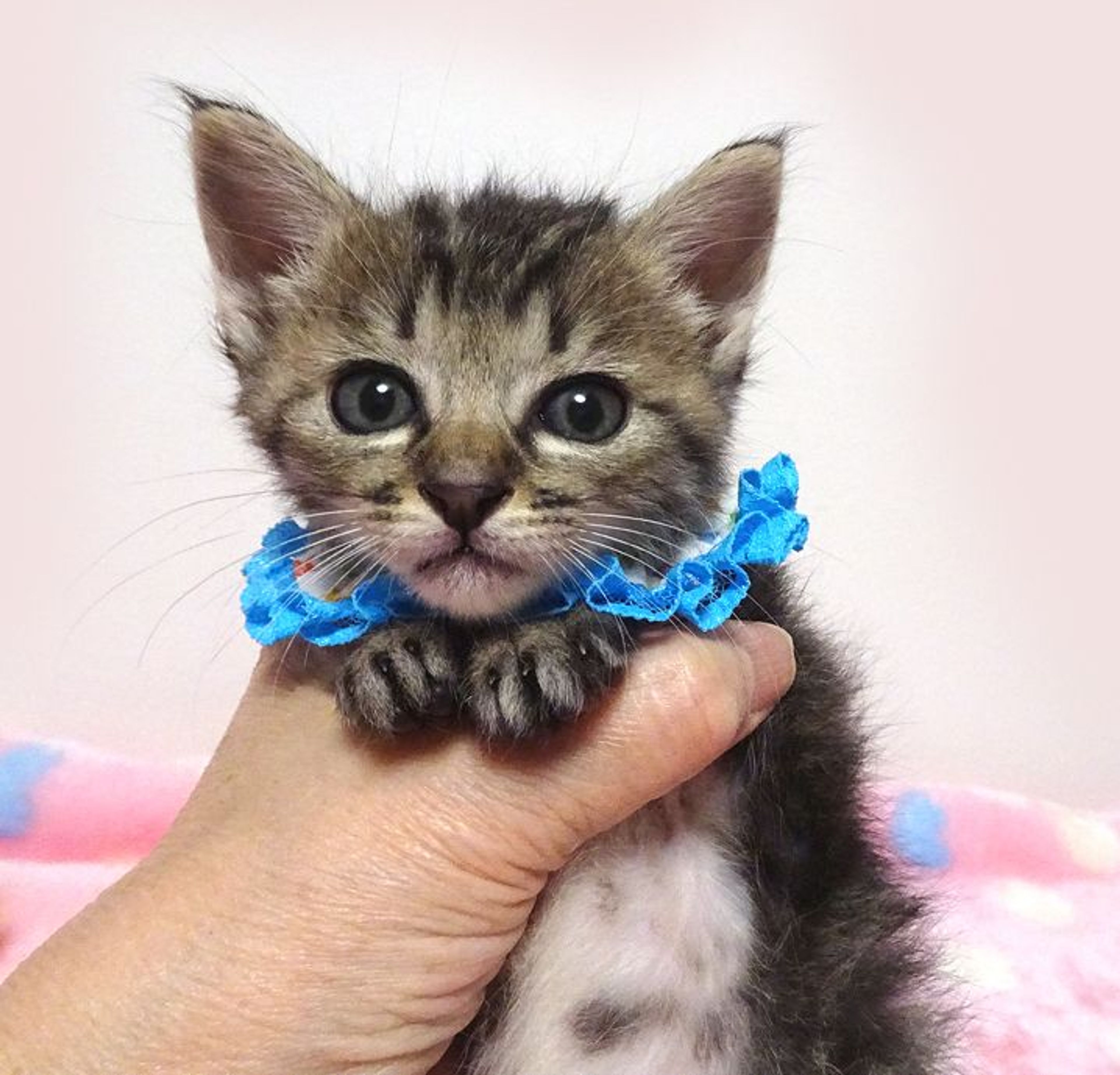 pet-image-2